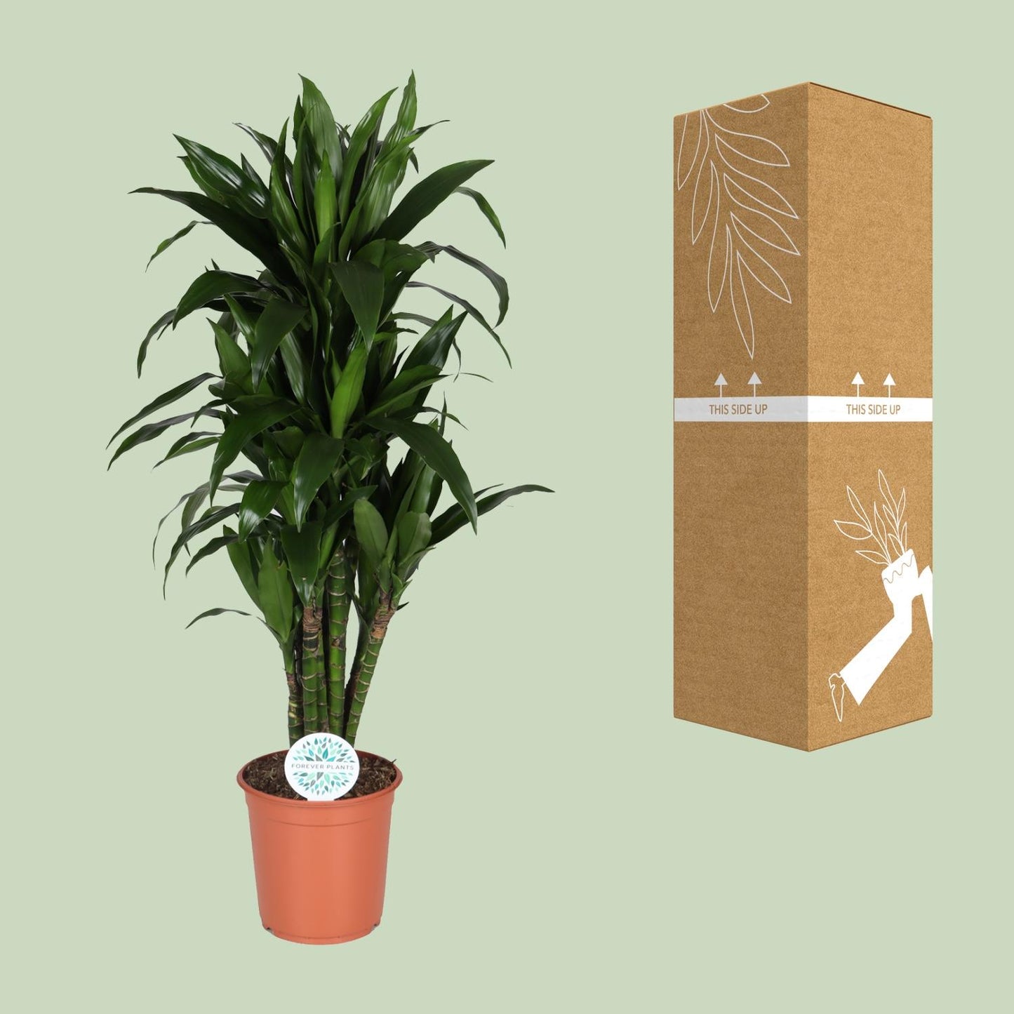 Dracaena Deremensis Janet Lind - Ø27cm - ↕125cm