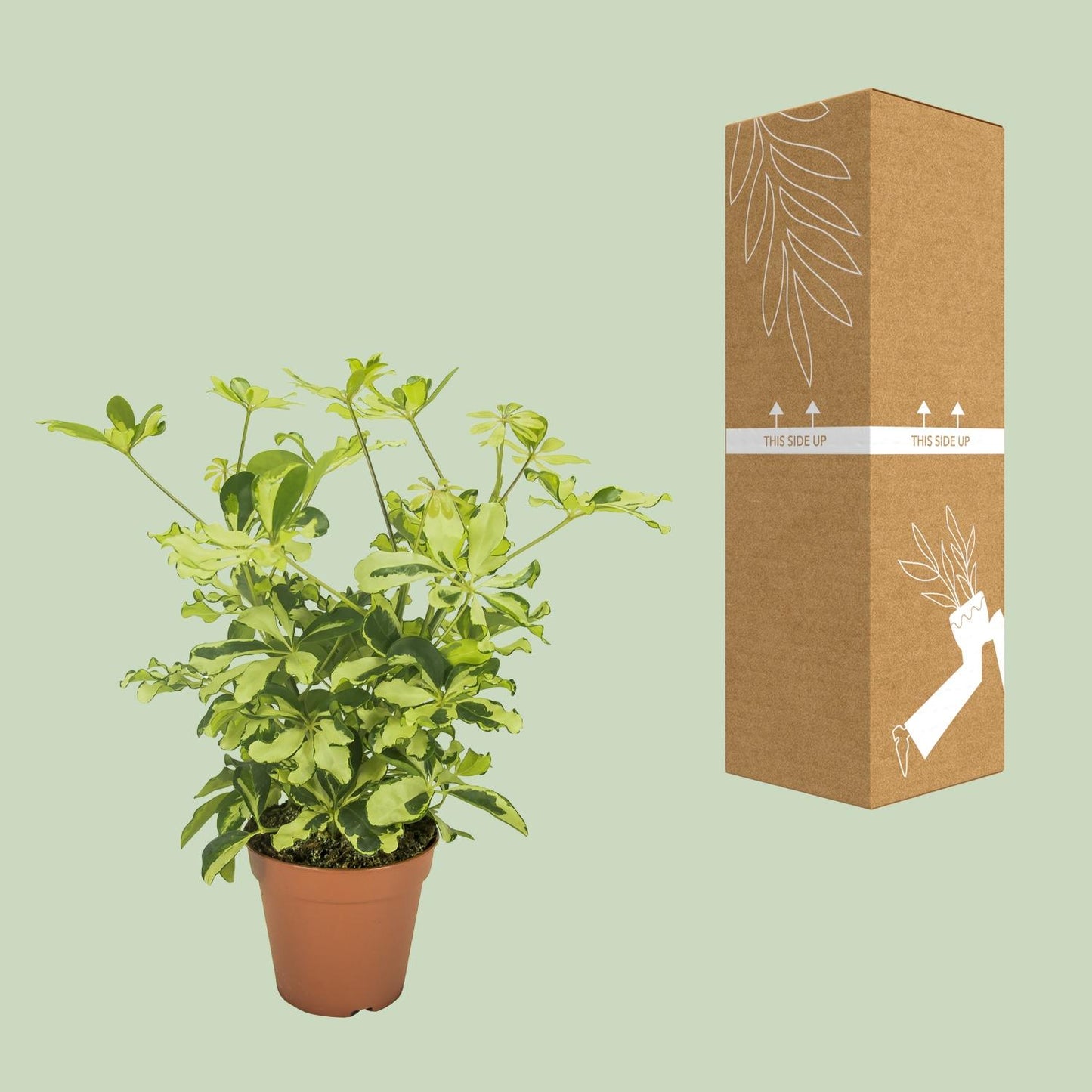 Schefflera Charlotte - Ø13cm - ↕35cm