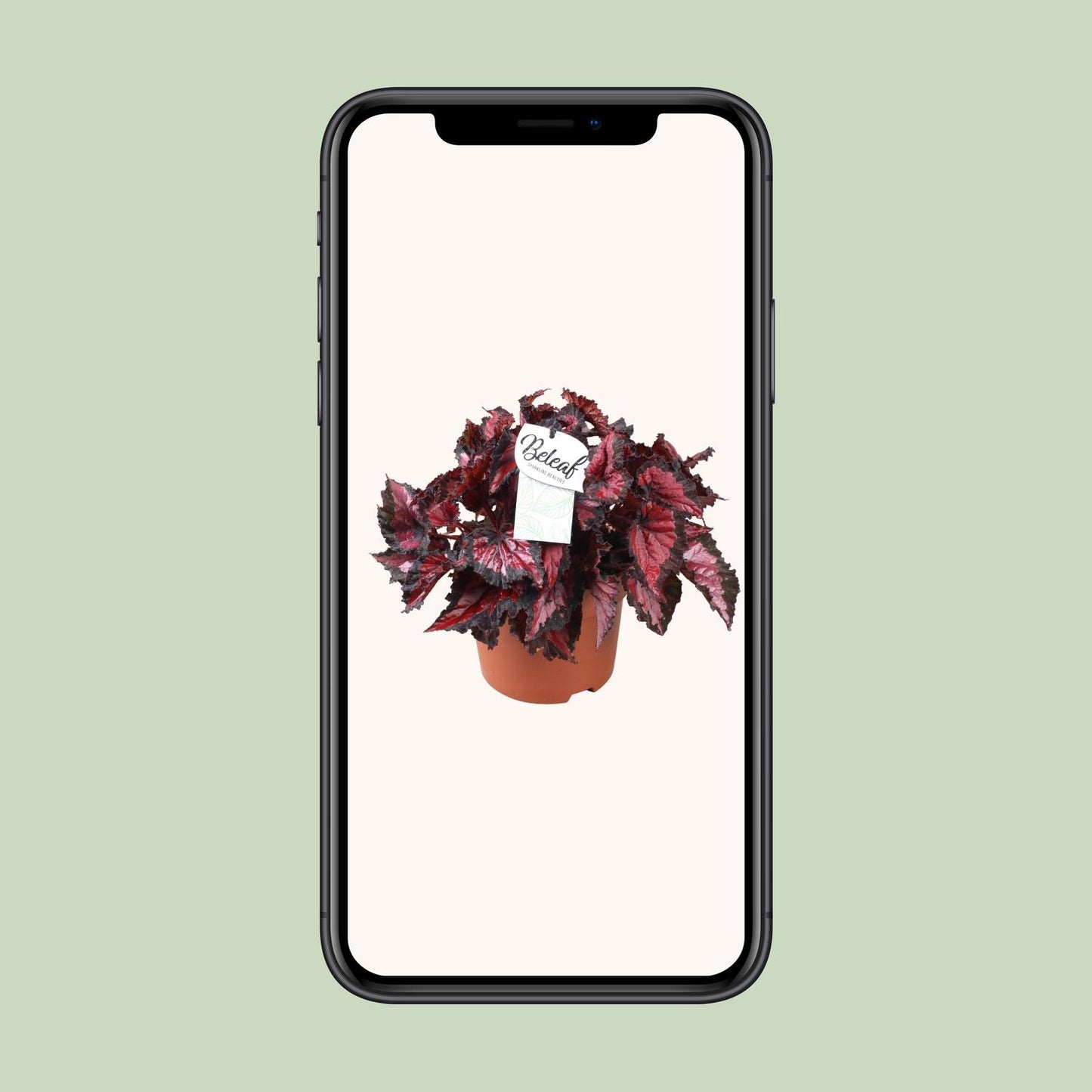 Begonia Beleaf Inca Night - Ø17cm - ↕35cm