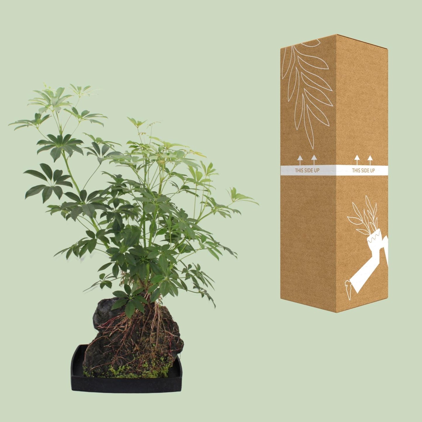 Schefflera Arboricola - Ø40cm - ↕80cm