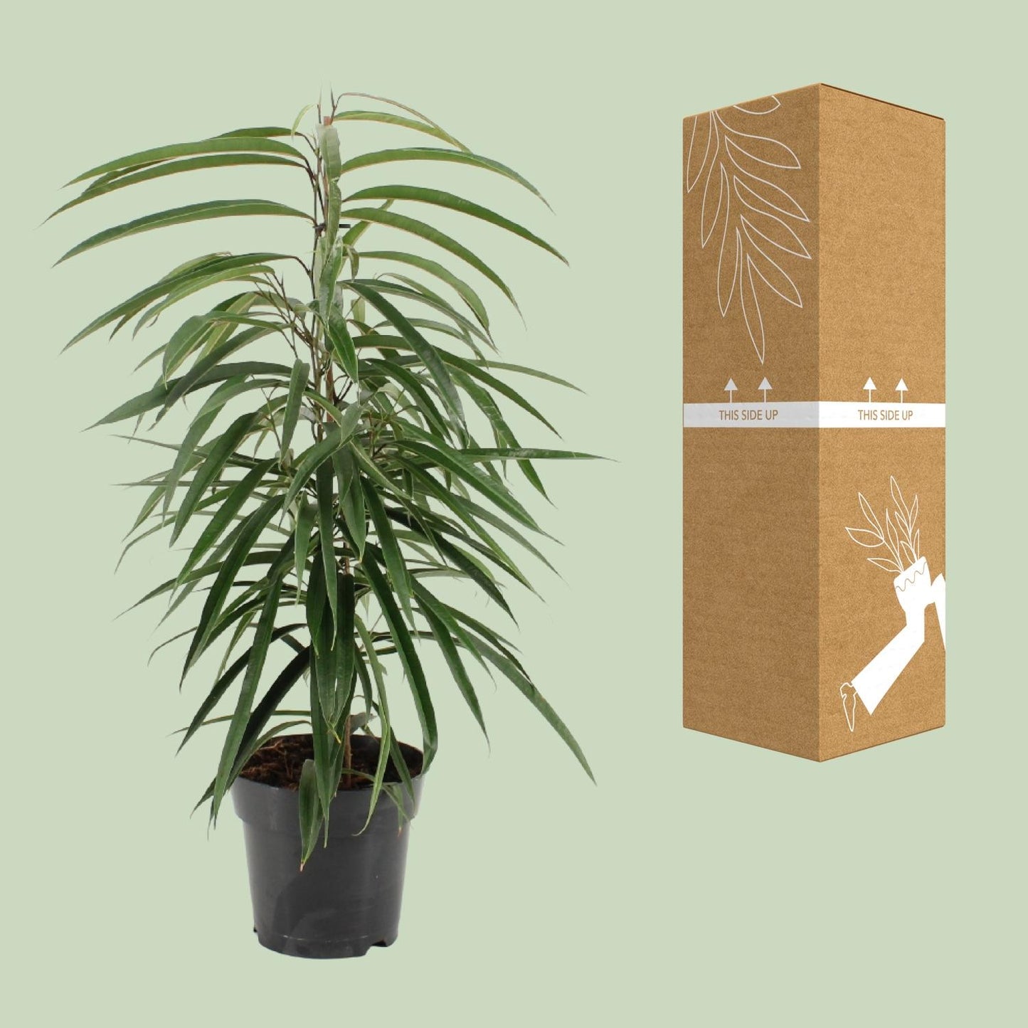 Ficus Binnendijkii Alii - Ø17cm - ↕70cm