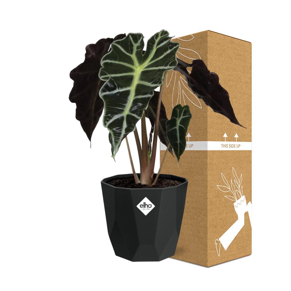 Alocasia ‘Polly’ in 14cm b.for rock living black