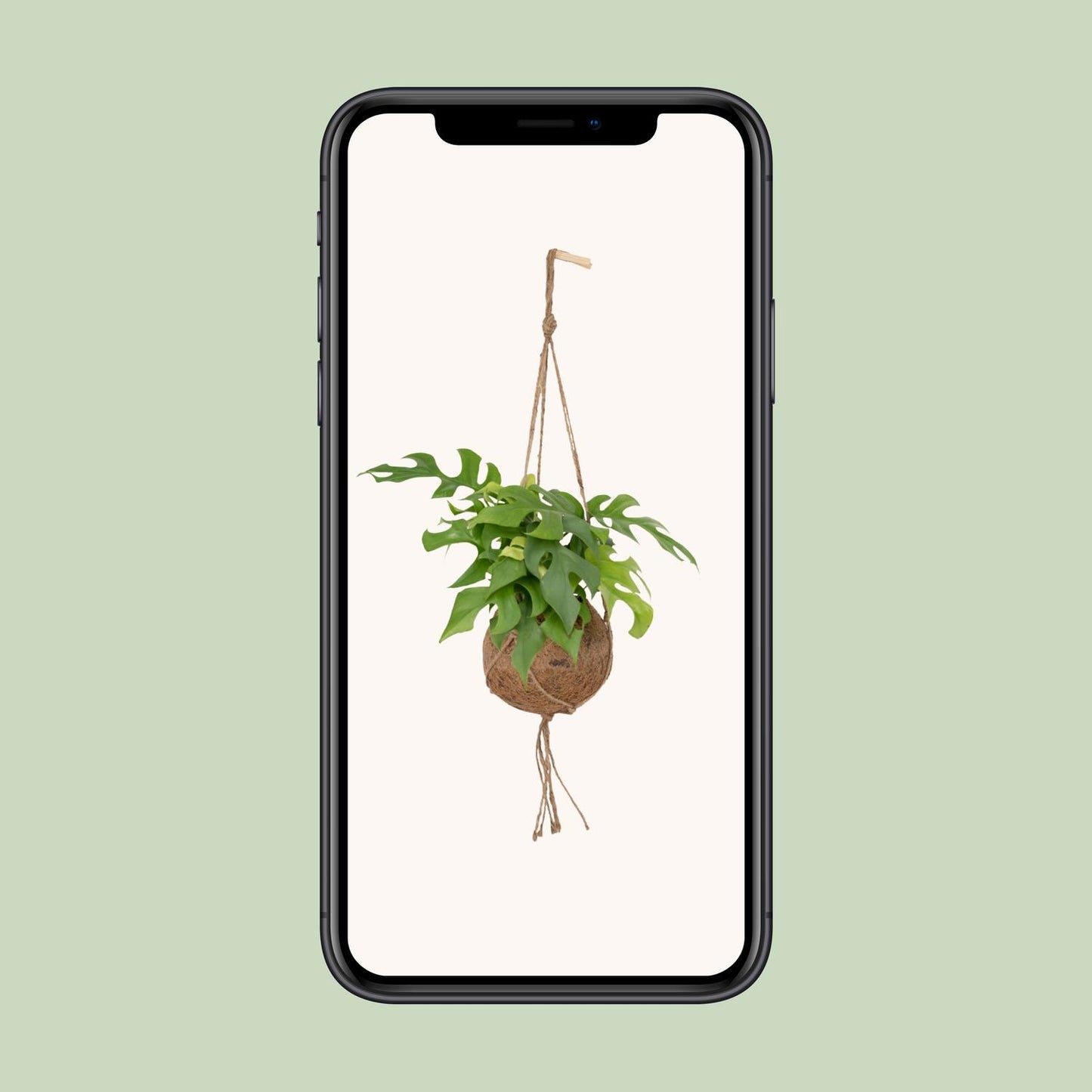 Kokodama Monstera Minima - Lochpflanze - Ø15cm - ↕25cm