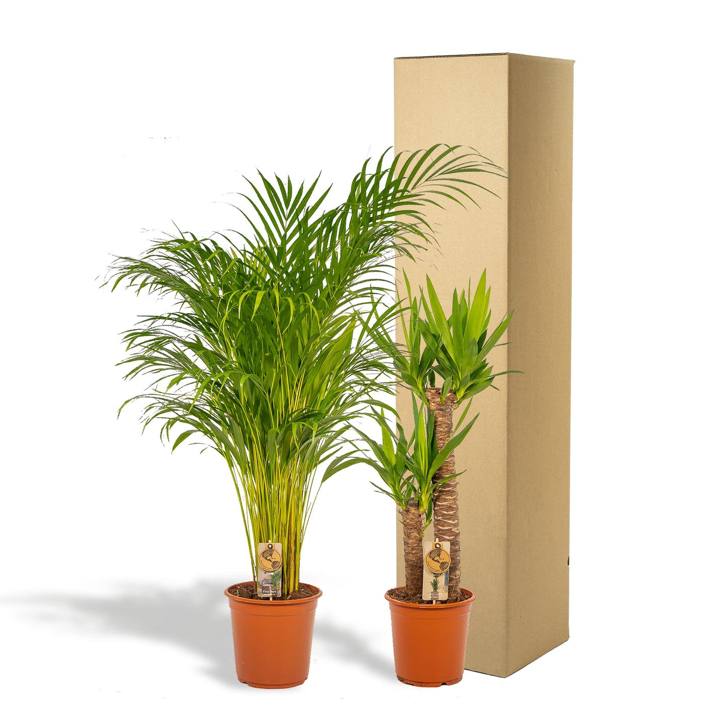 Goldfruchtpalme & Palmlilie Set – Luftreinigend, 100-130 cm