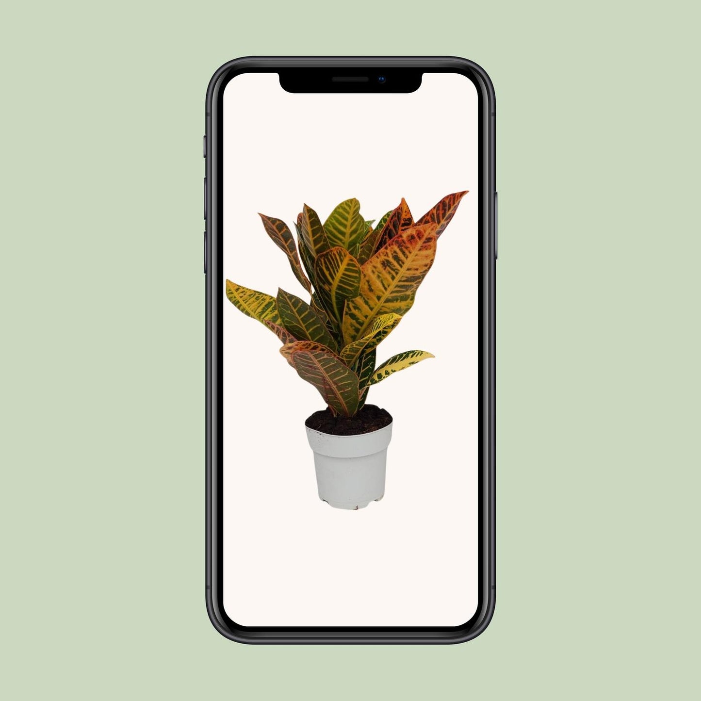 Codiaeum Petra - Ø17cm - ↕45cm