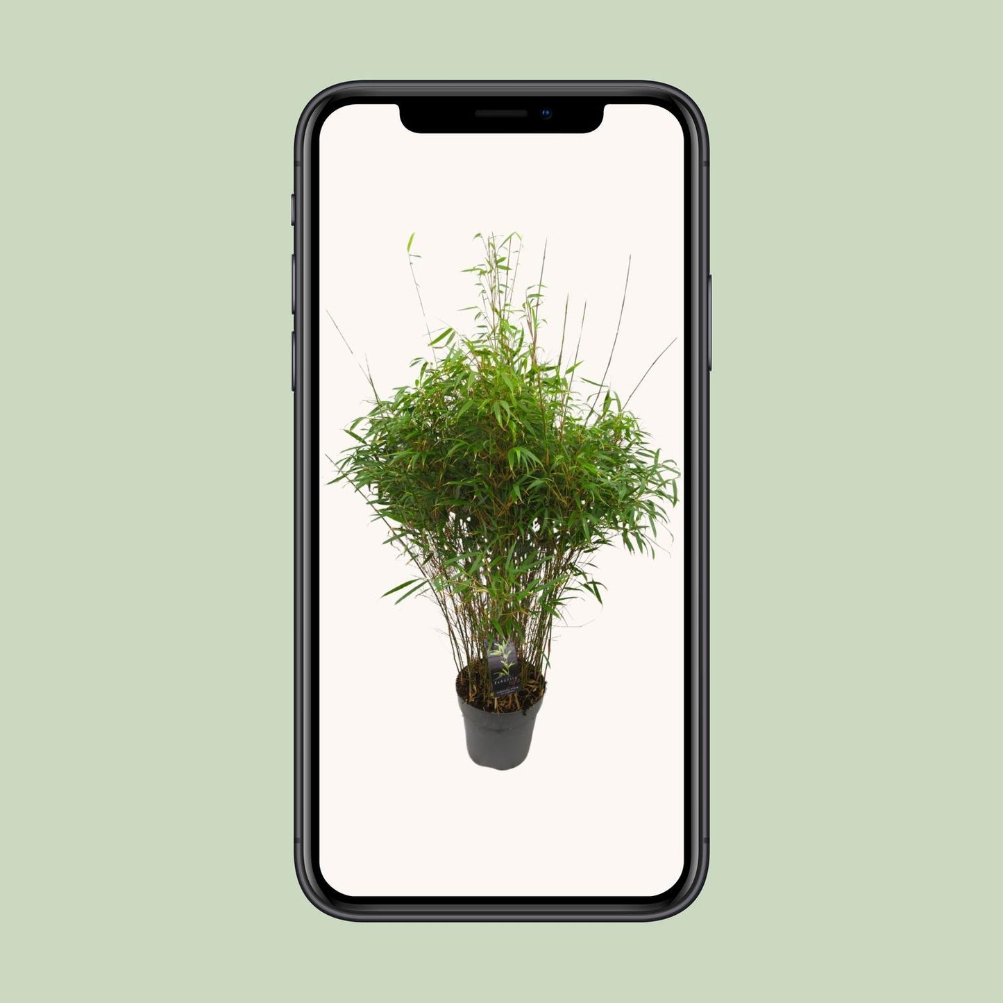 Fargesia 'rufa' - Niet-woekerende Bamboe - Ø27cm - ↕90cm