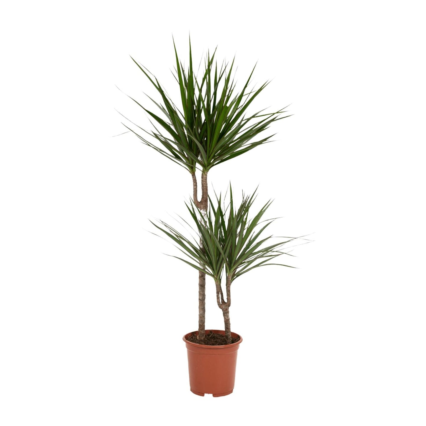 Drachenbaum Marginata 100 cm – Stilvolle Zimmerpflanze