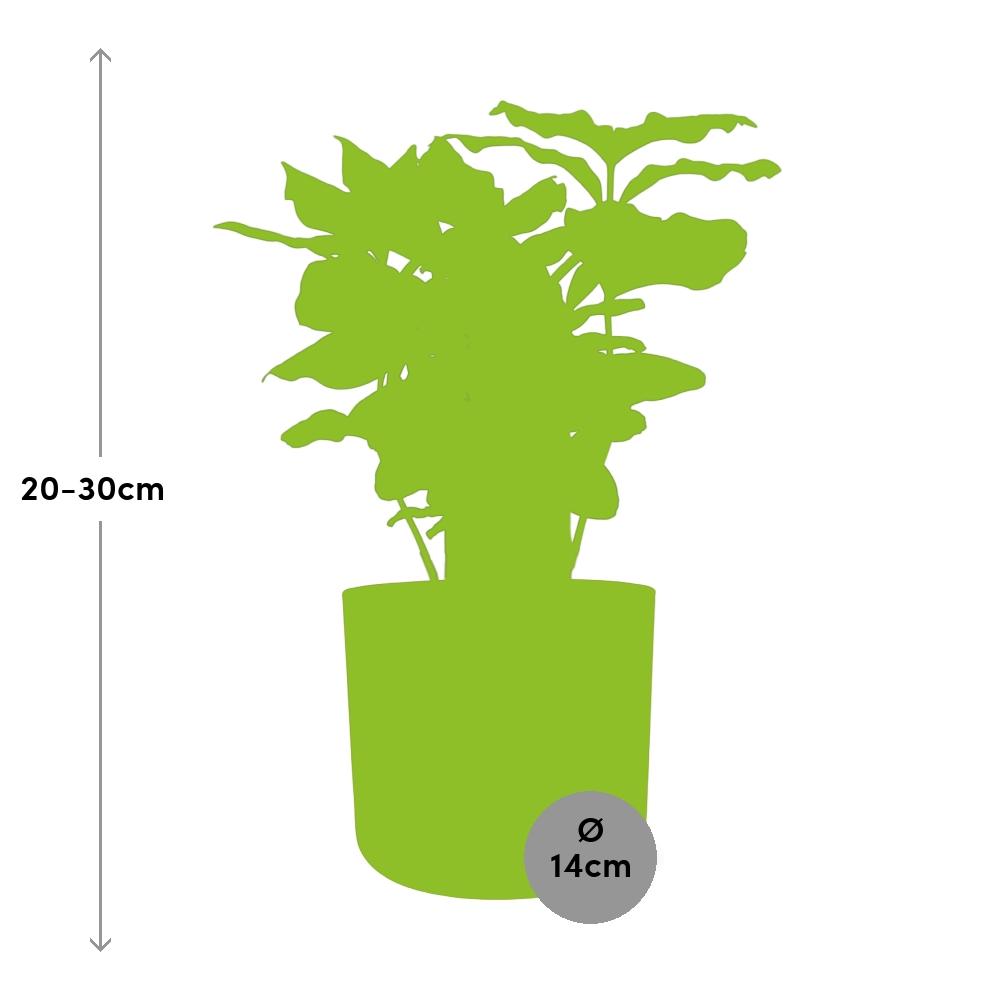 Coffea Arabica in ELHO b.for soft rond 14cm brique