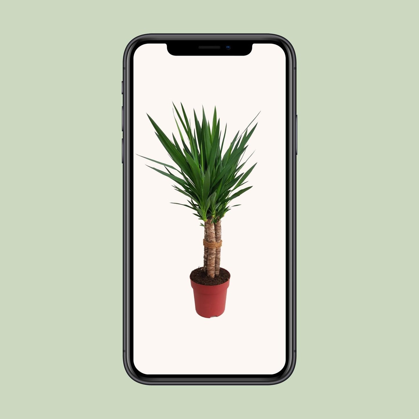 Yucca "Tres Cañas" 50stam P24 - Ø24cm - ↕120cm