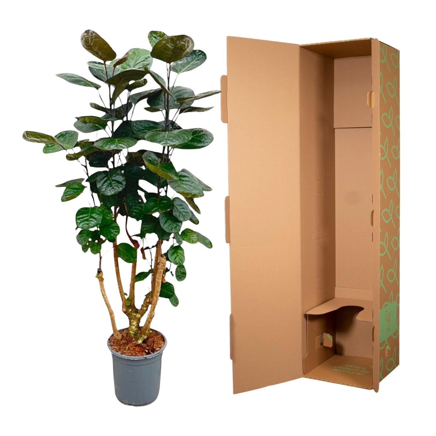 Aralie Fabian – Stilvolle Zimmerpflanze 130 cm