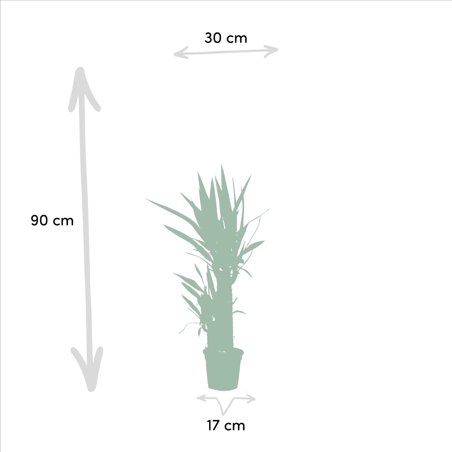 2x Palmlilie (Yucca elephantipes) – 90 cm, pflegeleichtes Set
