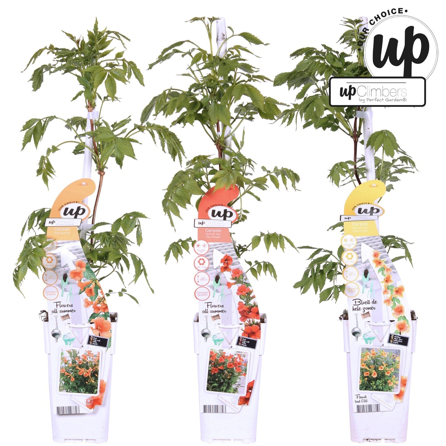 3x Campsis Summer Deal - Campsis Summer Jazz Fire Trumpet - Campsis Summer Jazz Gold Trumpet - Campsis Indian Summer - ↨65cm, Ø15cm