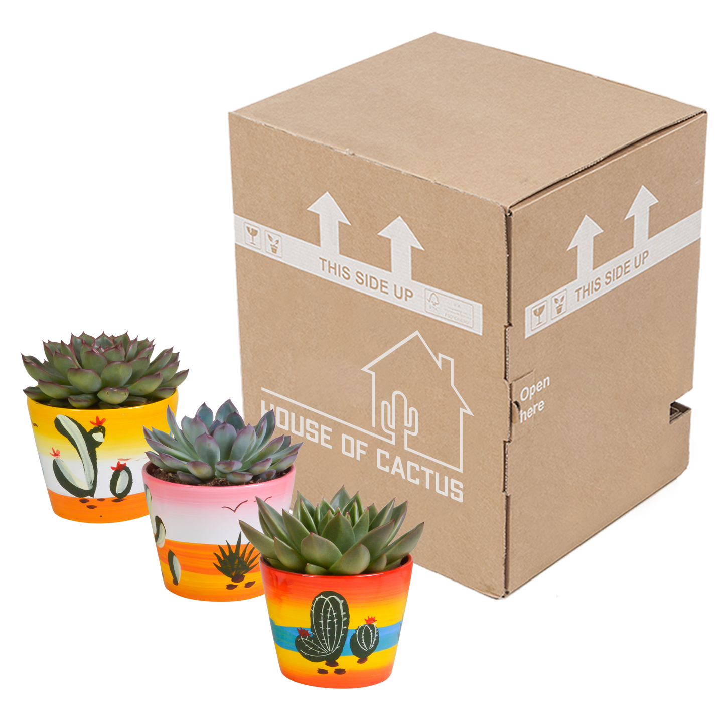 Echeverien Mix 8,5 cm – 3er Set im handbemalten Mexiko-Topf