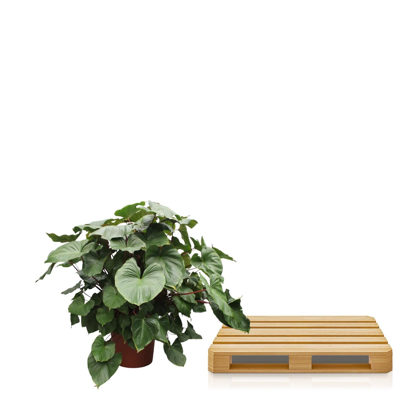Homalomena Maggy – 170 cm Tropische Zimmerpflanze