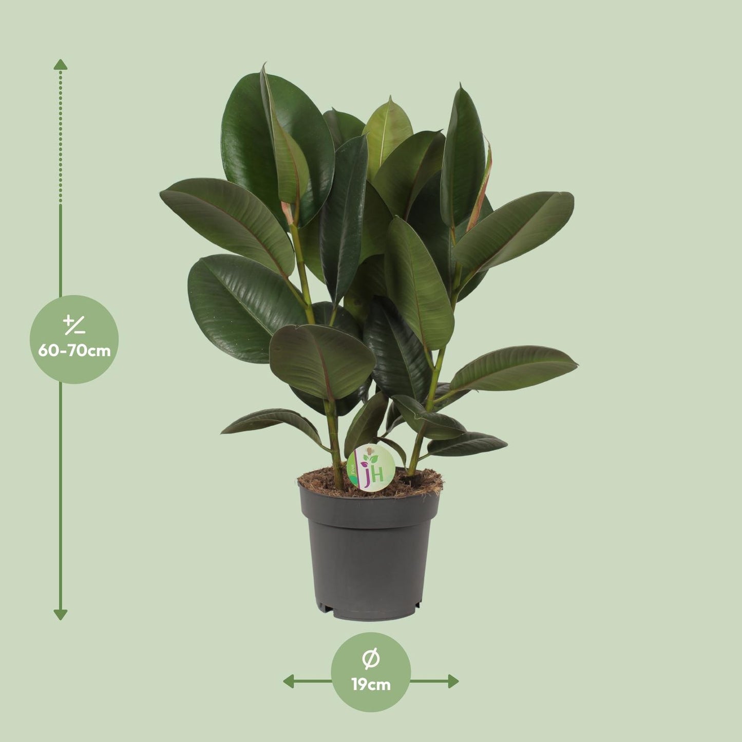 Ficus Robusta - Ø19cm - ↕50cm