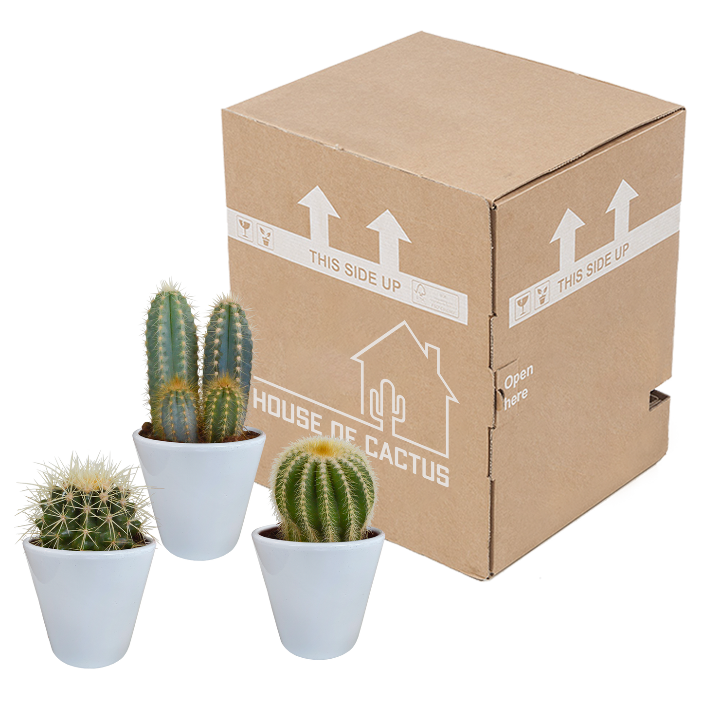 Kakteen-Mischung 3er Set im 8,5 cm Topf