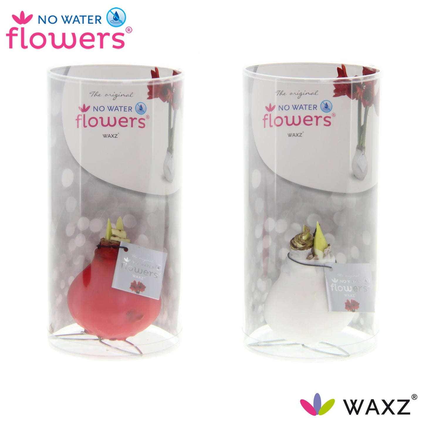 No Water Flowers Waxz Kolibri Mix in Koker - 2 Stücke - Ø7 cm - ↕15 cm