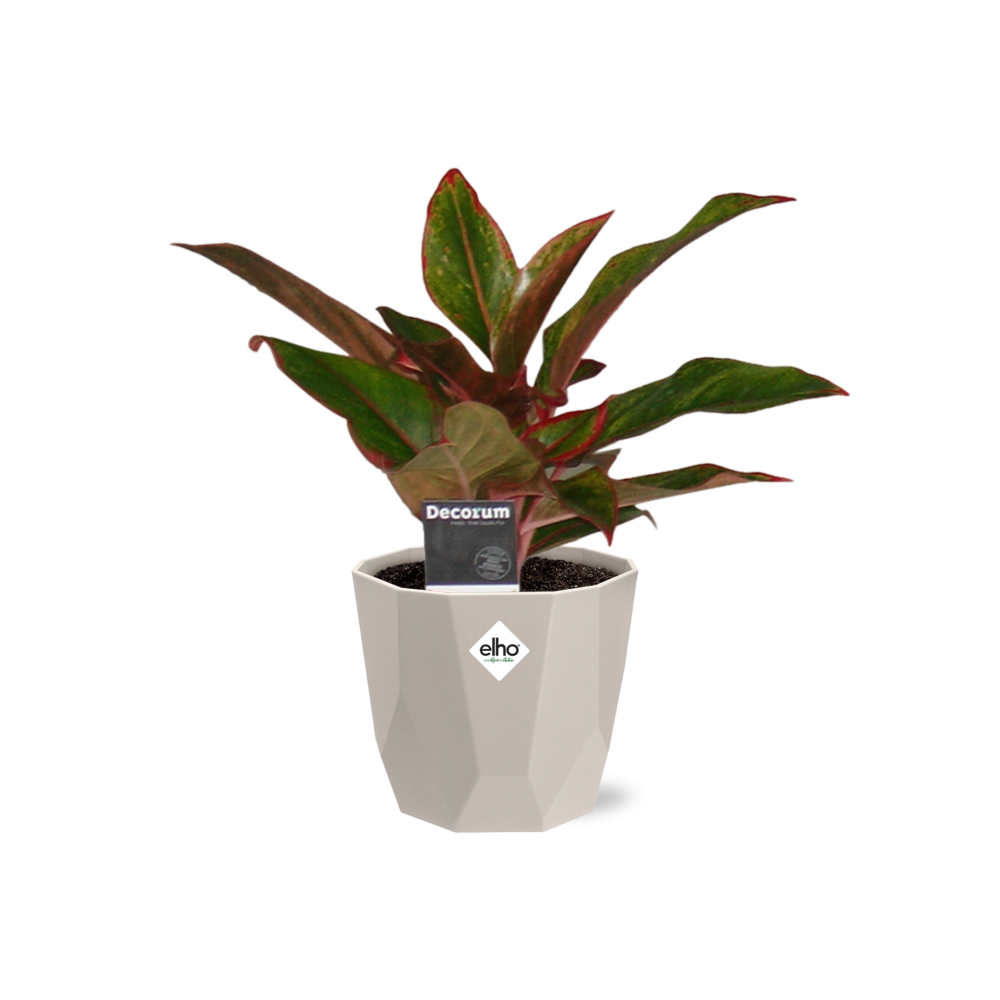 Aglaonema Crete in ELHO b.for rock 14 cm warm grey