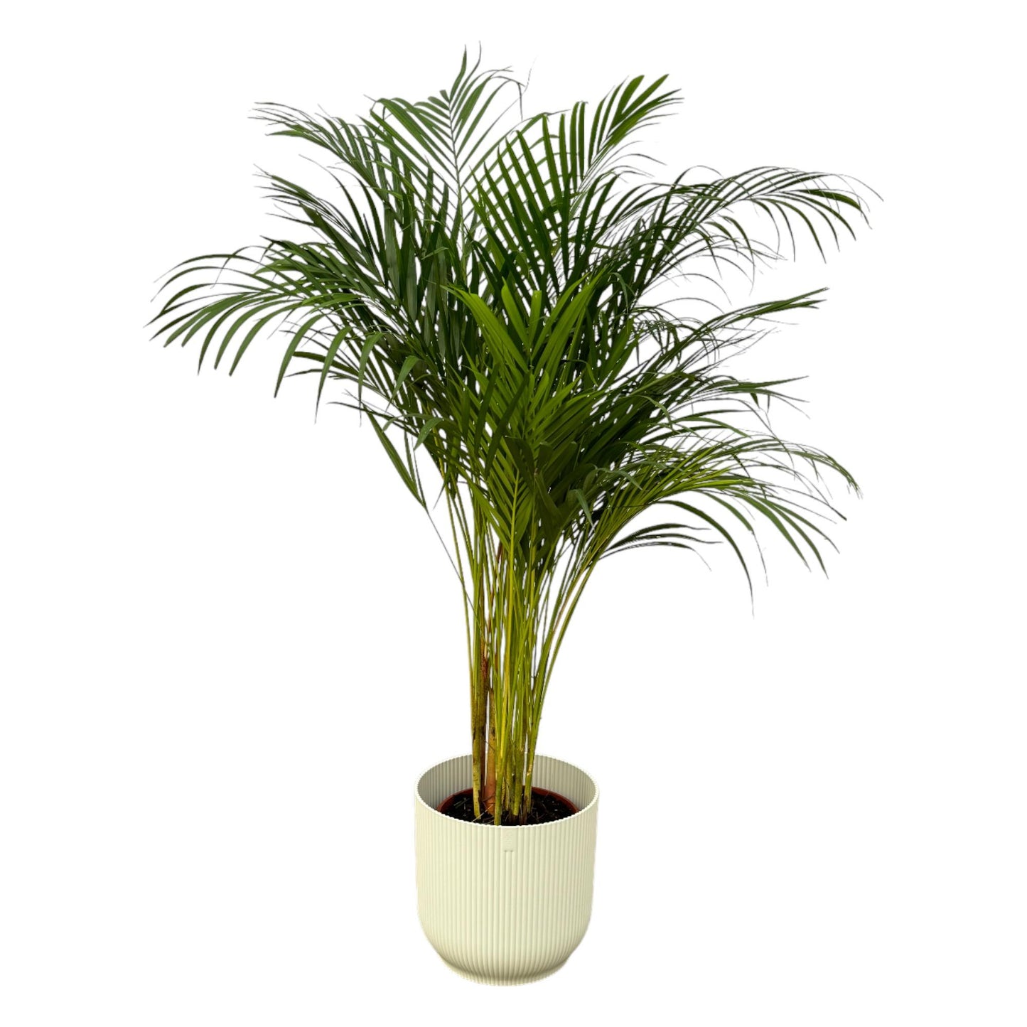 Goldfruchtpalme 130 cm – Elegante Areca Palme im Topf