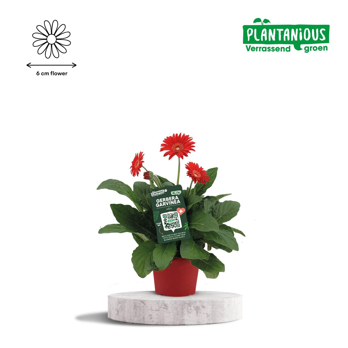 Garvinea Gerbera Rood - Ø19cm - ↕50cm