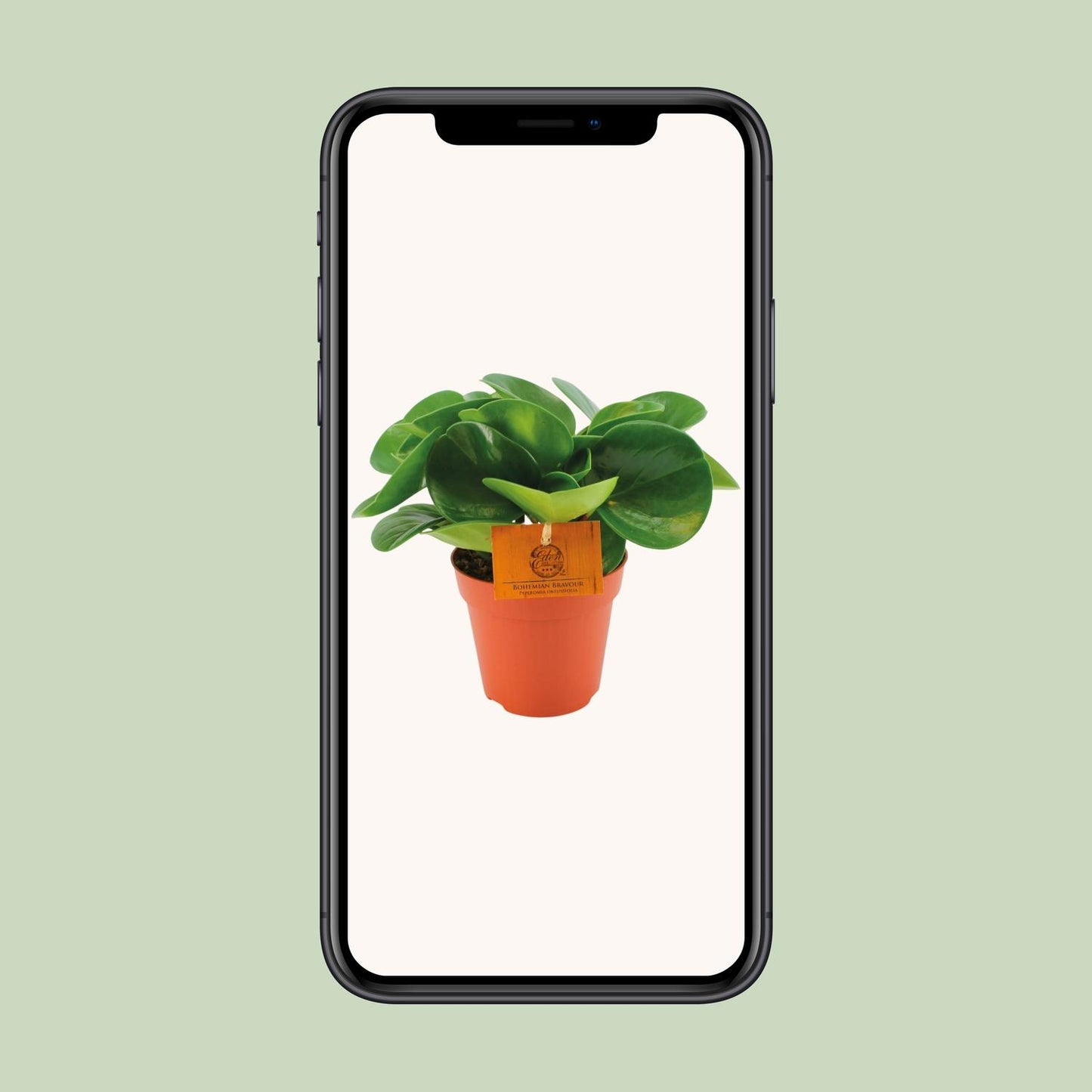 Peperomia Obtusifolia - Ø12cm - ↕20cm