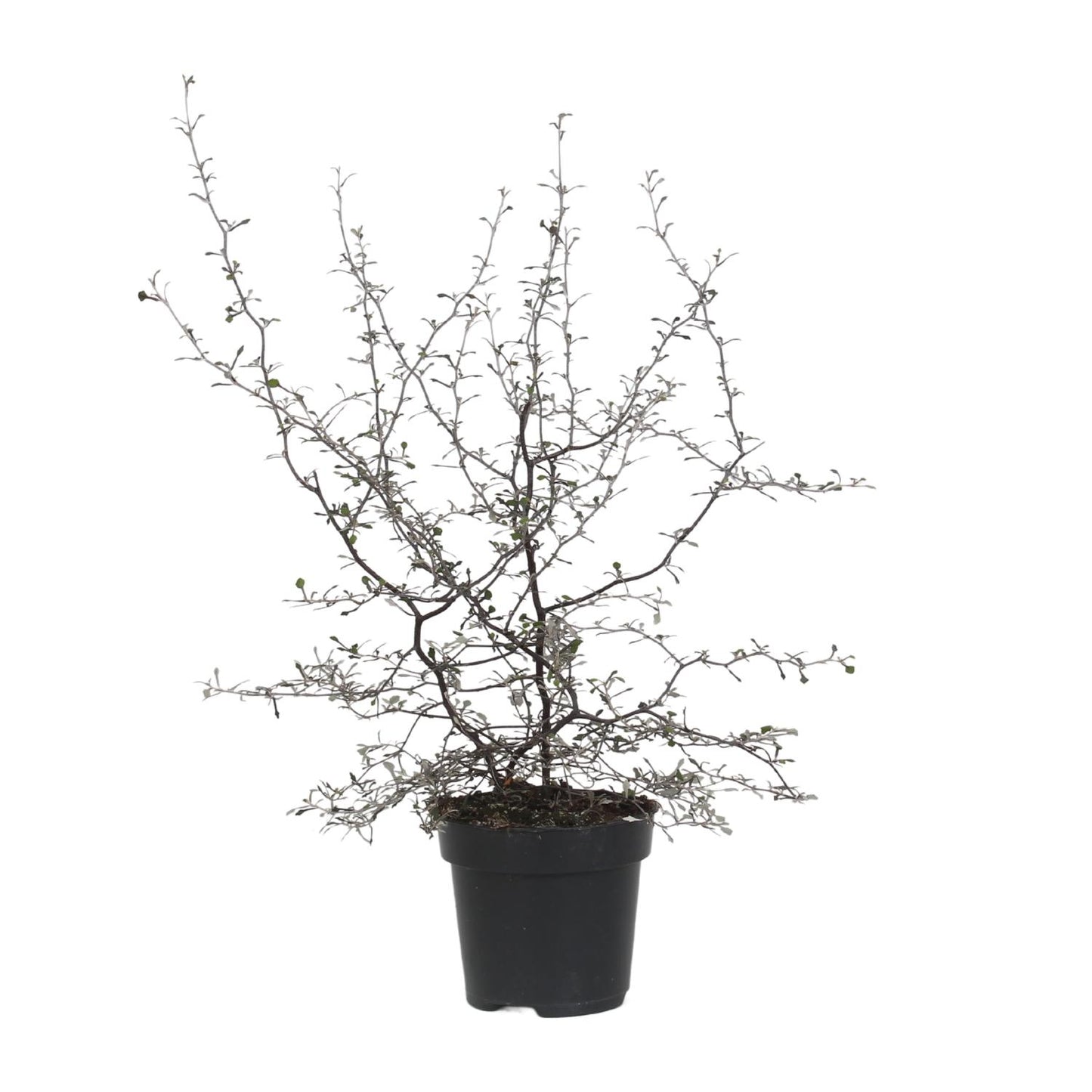 Corokia Cotoneaster - Ø12cm - ↕40cm