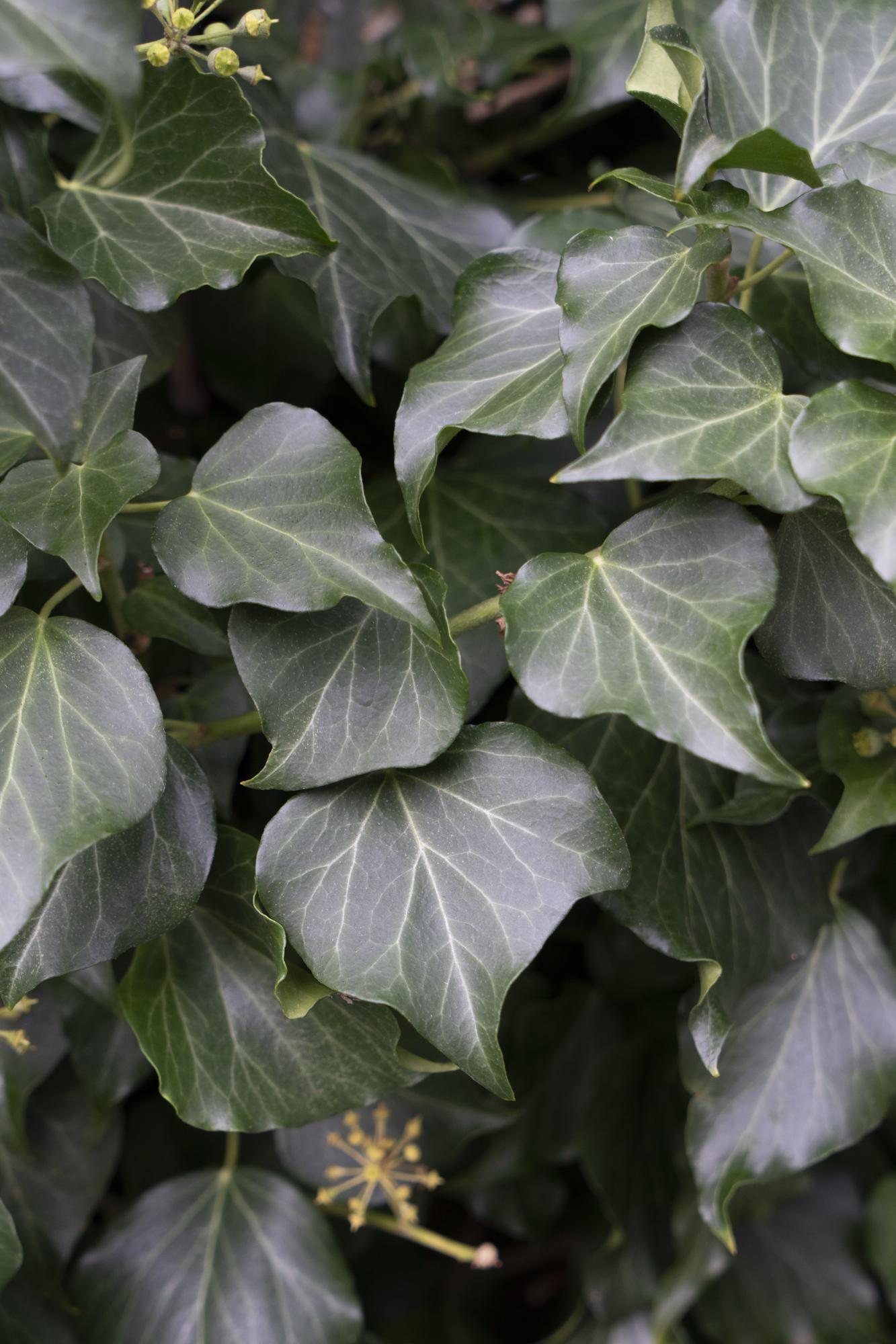Hedera hibernica - Ø15cm - ↕65cm