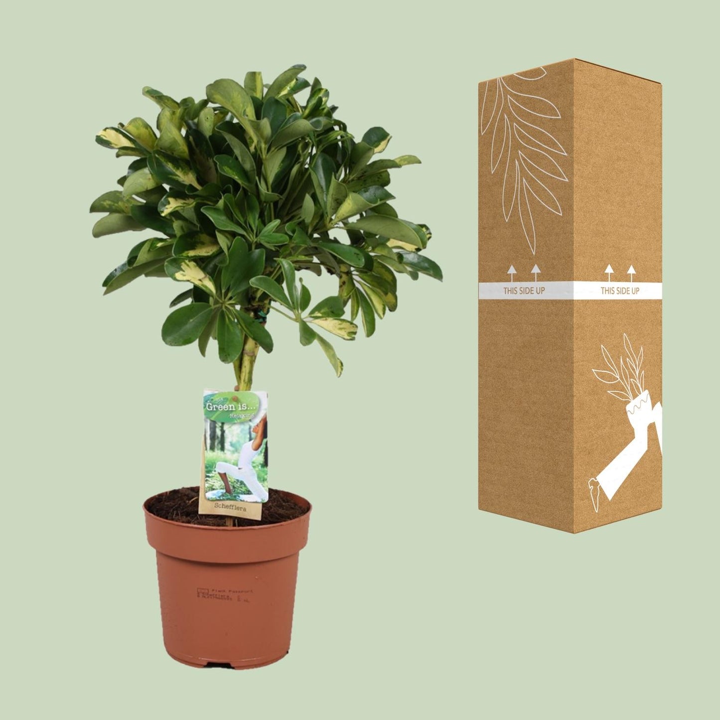 Schefflera Gold Capella - Ø17cm - ↕60cm