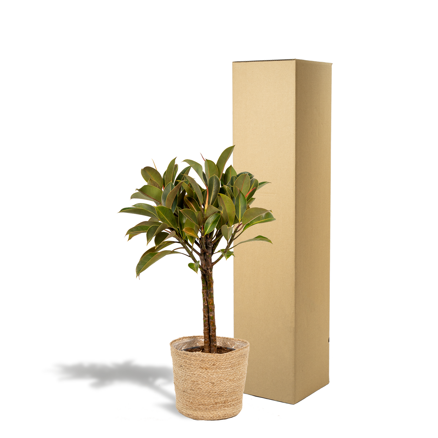 Ficus elastica Melany Stiel + Körbchen Selin - ↨90cm - Ø21cm