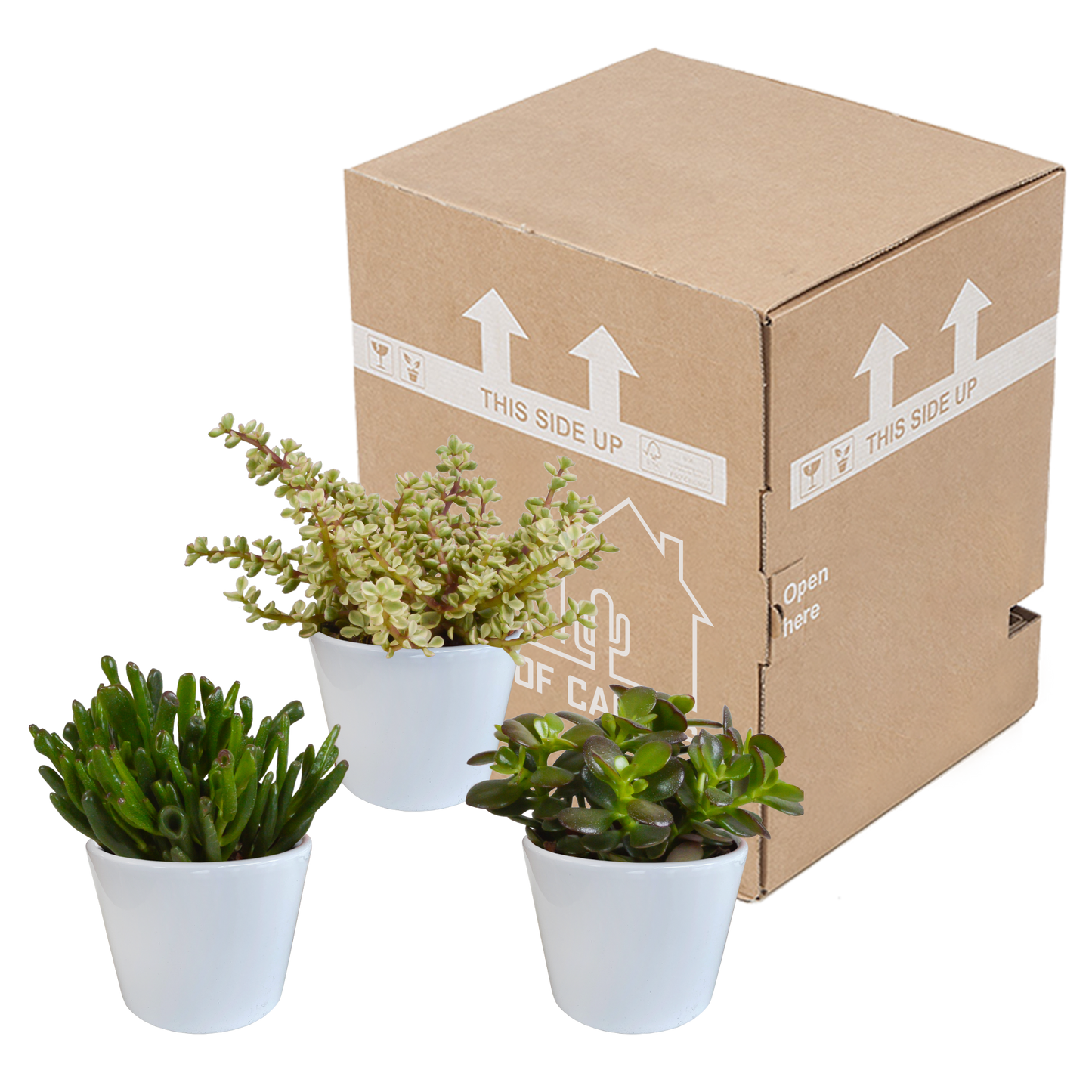 Geldbaum 3er Set im 10,5 cm Topf – Pflegeleicht & Dekorativ