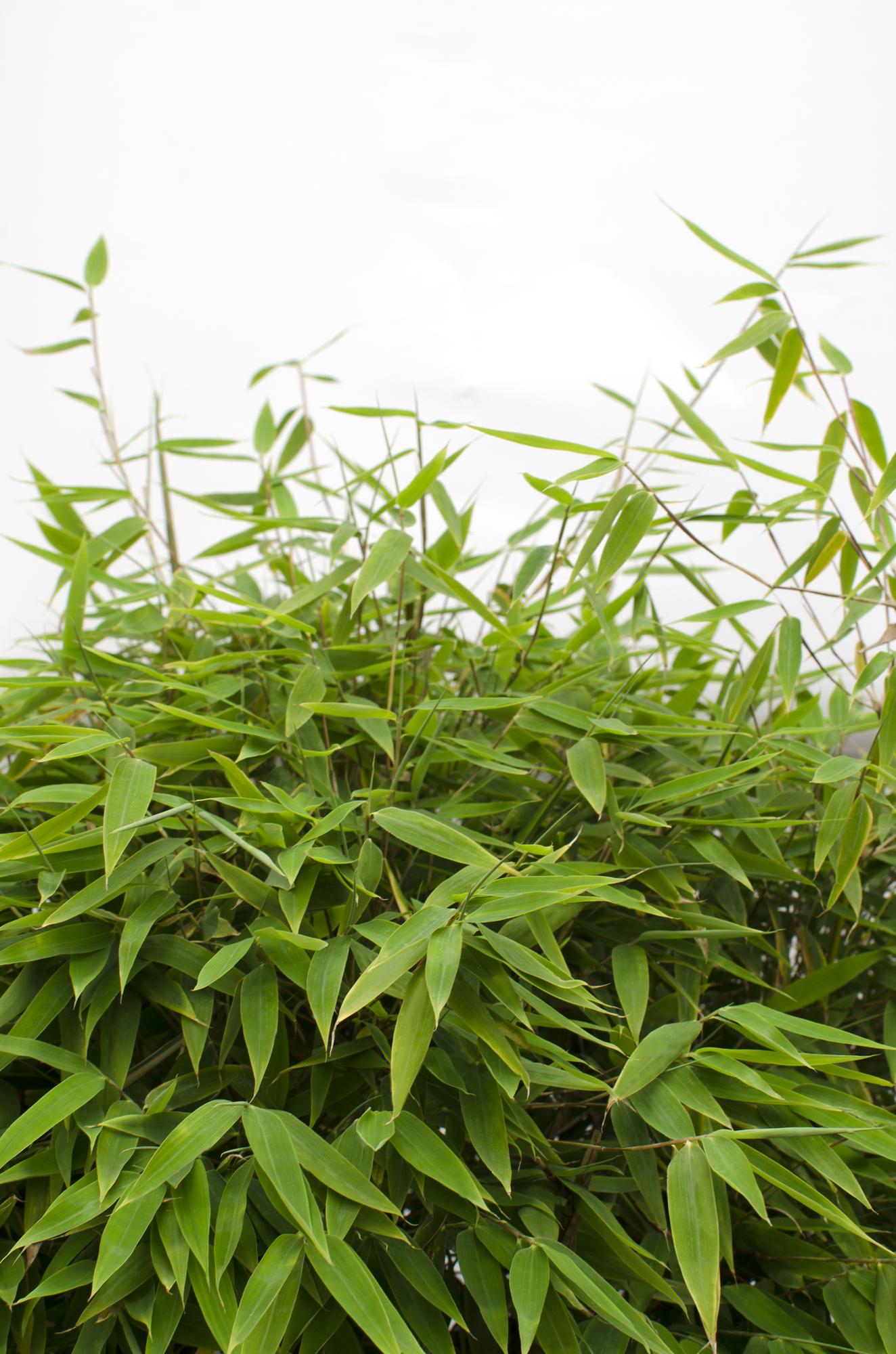 Fargesia 'Moontears'® Boobux - Ø29cm - ↕70cm