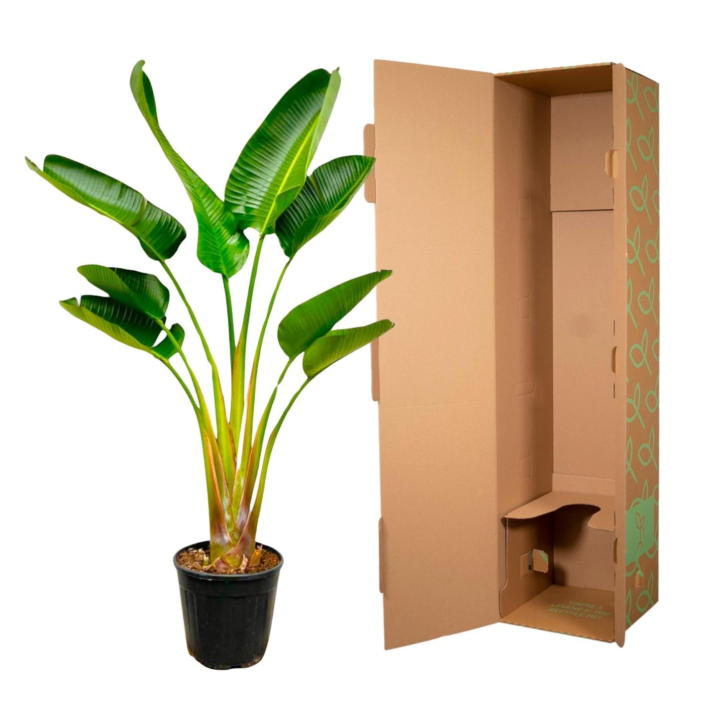 Weißer Paradiesvogel - Strelitzia Augusta 160 cm