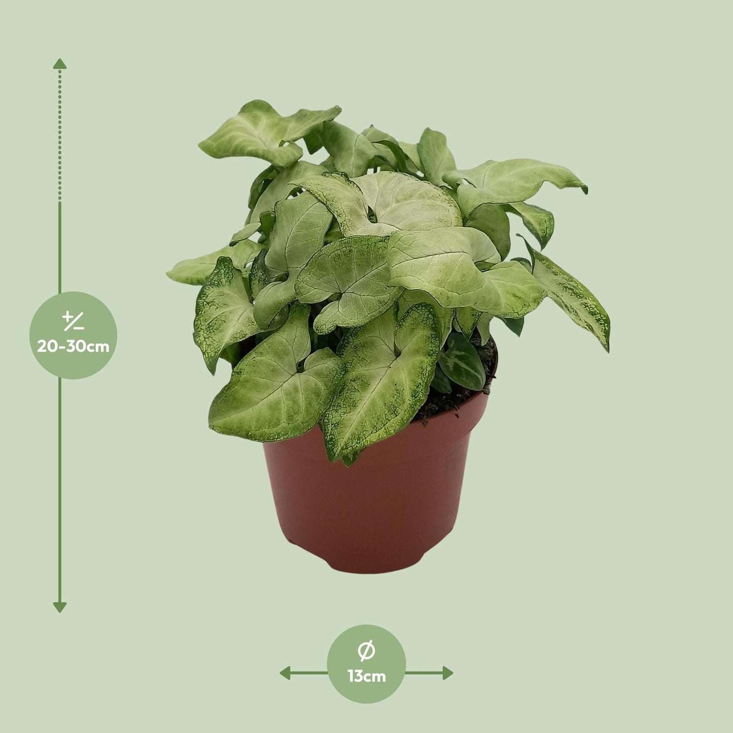 Syngonium 'White Butterfly' - Ø13cm - ↕25cm