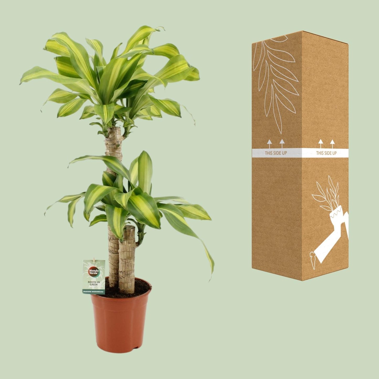 Dracaena Fragrans Massangeana - Ø19cm - ↕90cm