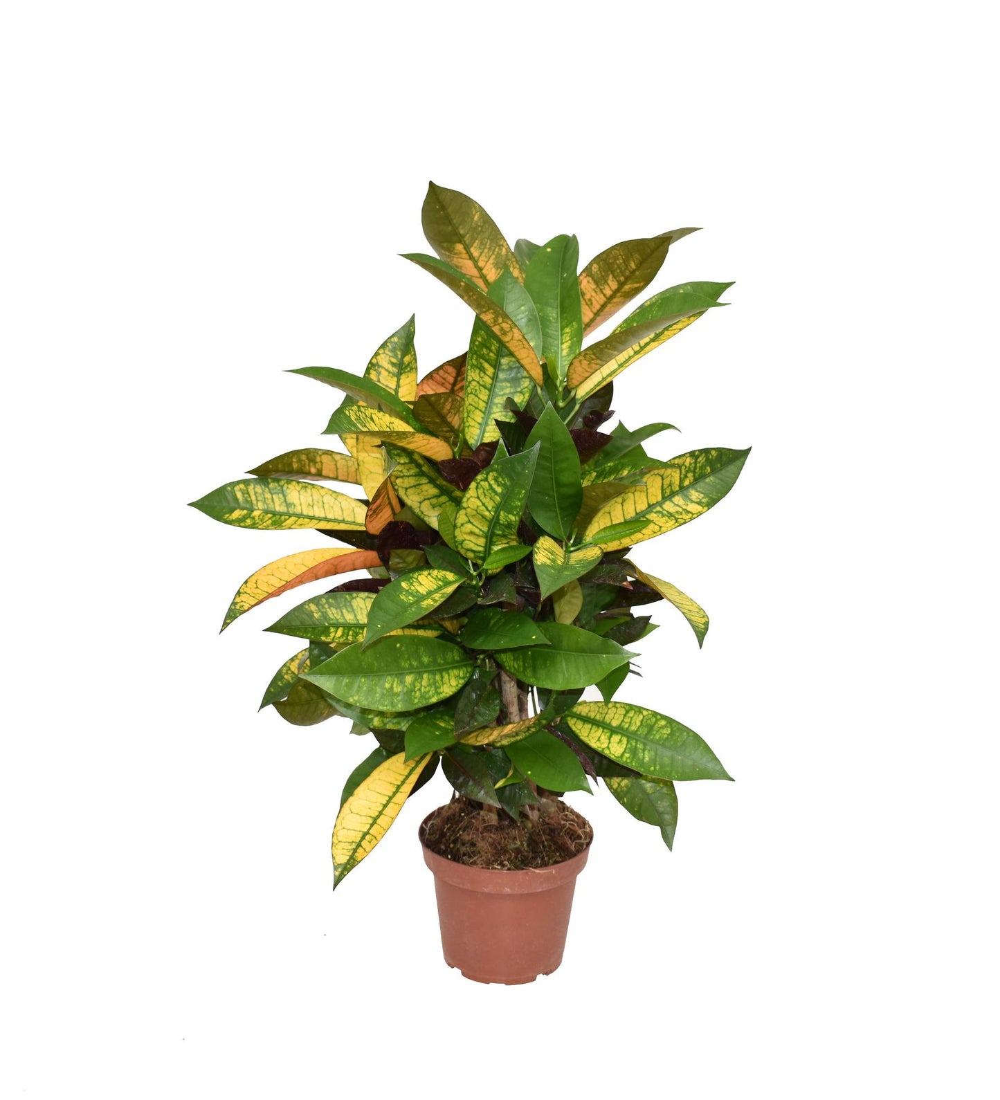 Croton Mrs. Iceton - Ø14cm - ↕60cm