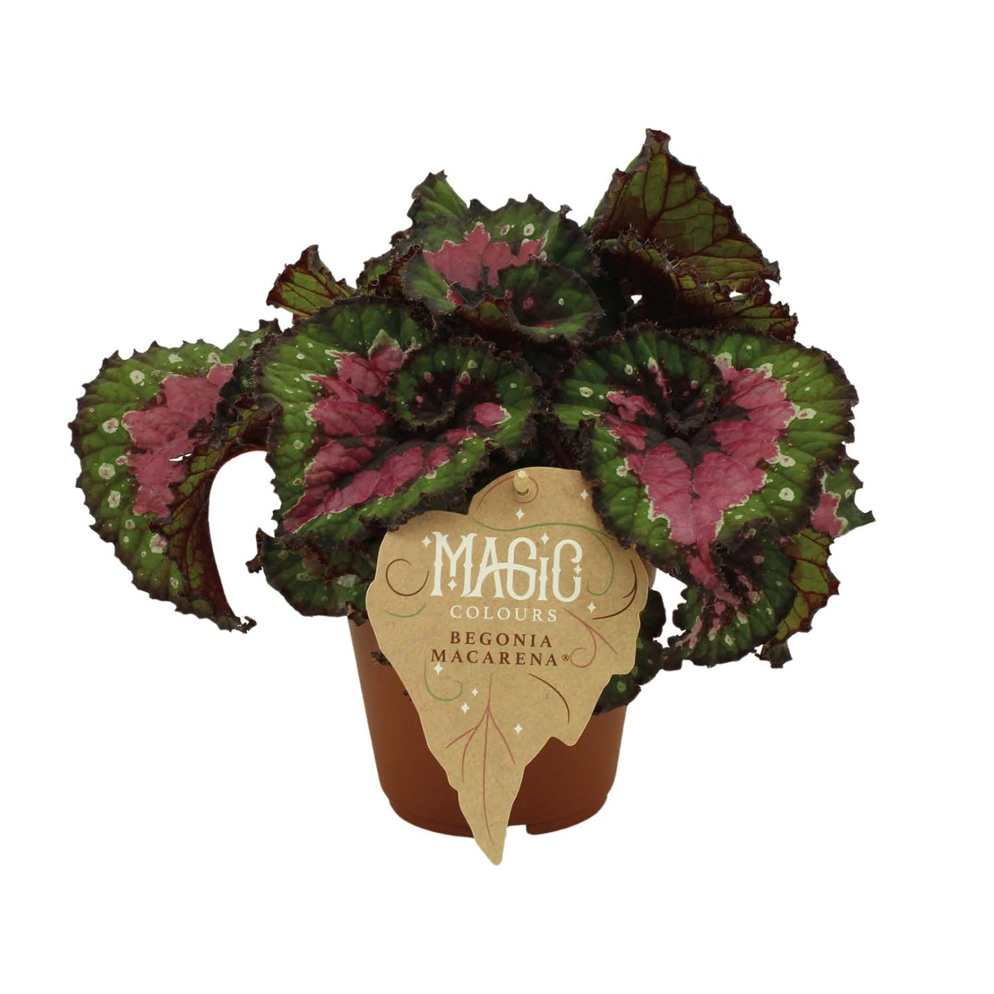 Begonia Rex Macarena - Ø12 ↕25