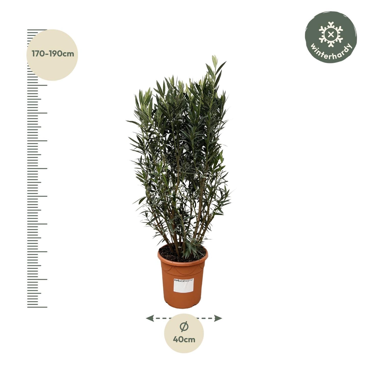 Oleander (Nerium Oleander) – 180 cm Kübelpflanze Ø40 cm