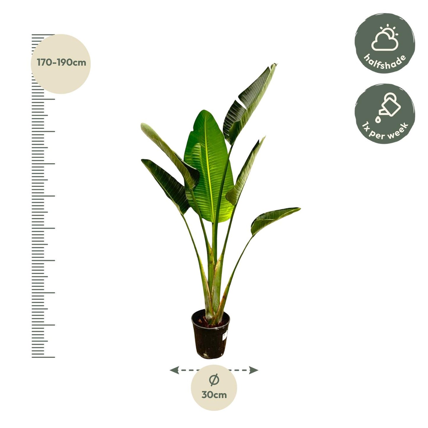 Weißer Paradiesvogel 180 cm – Strelitzia Augusta Zimmerpflanze