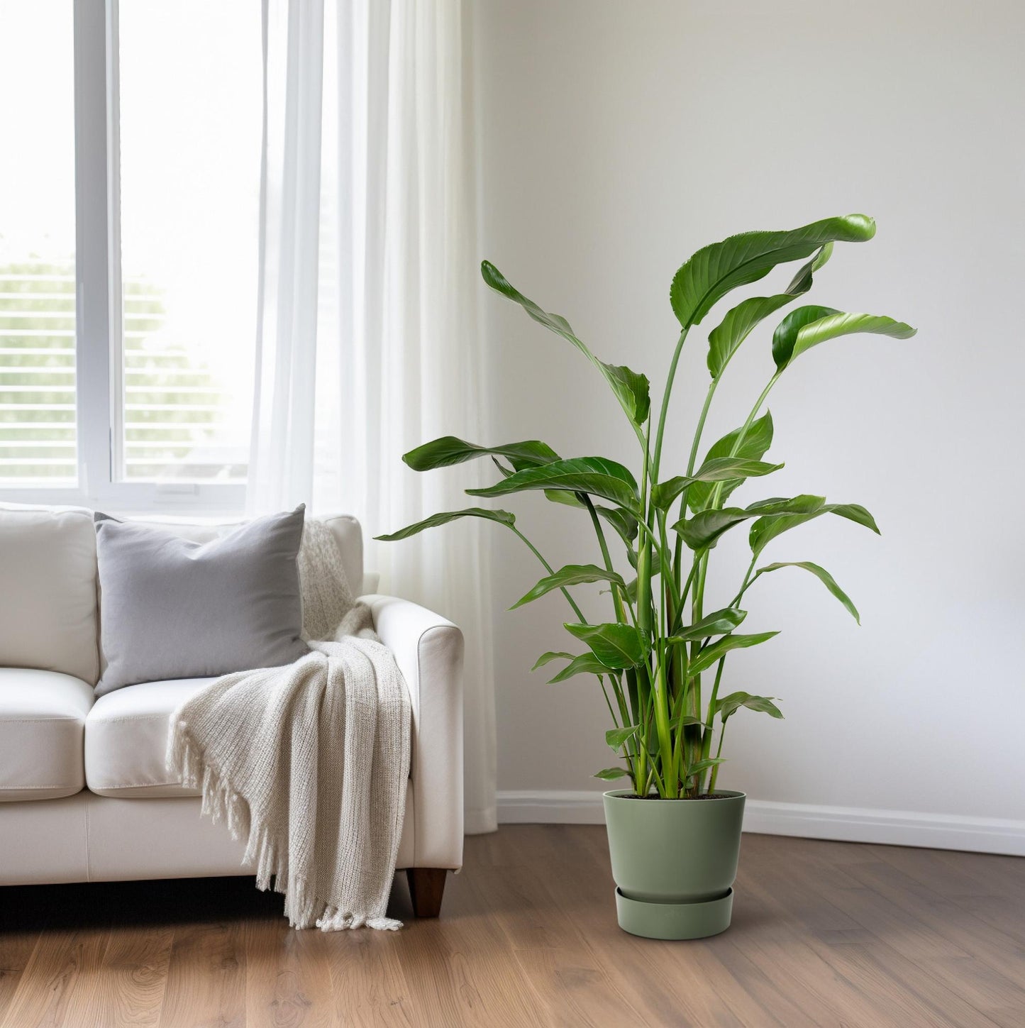 Strelitzia Nicolai 4 Stek 100-120cm - Ø21cm - ↕100cm