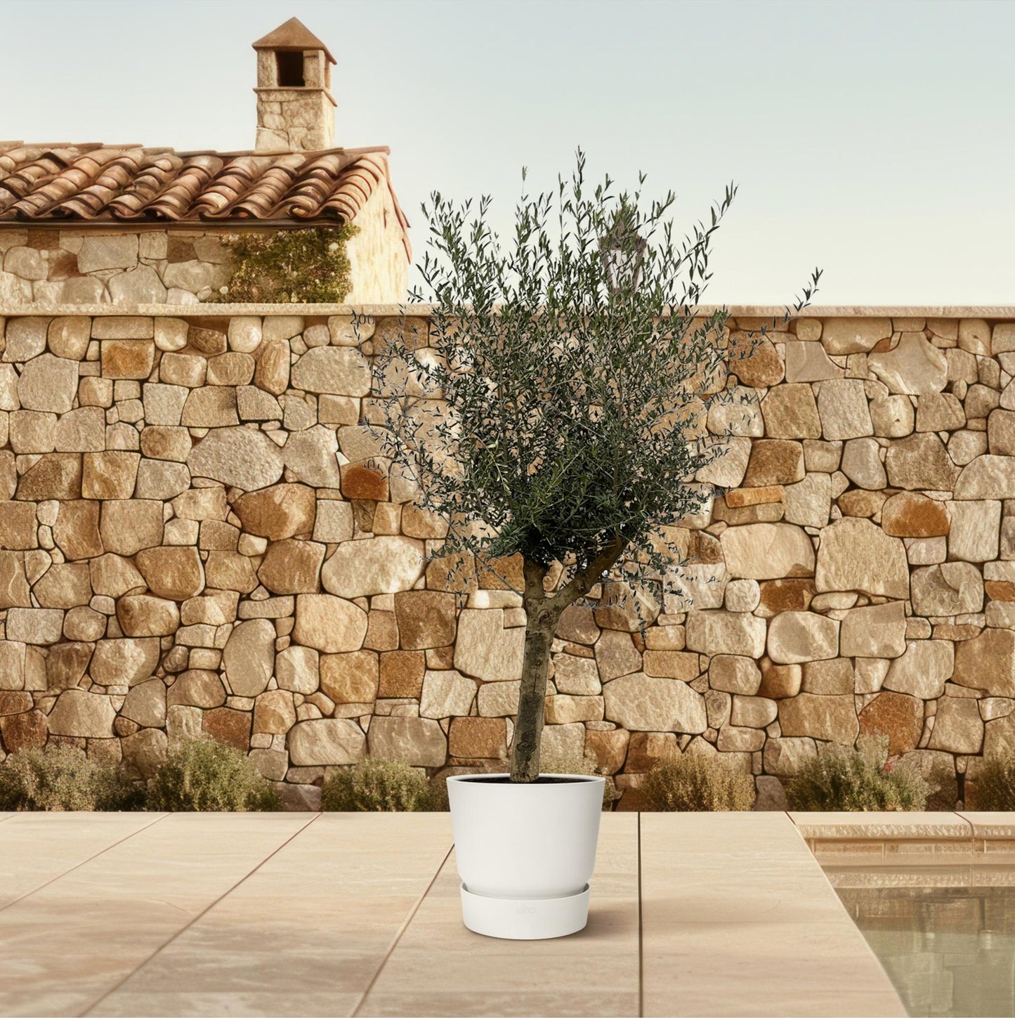 Olivenbaum 'Olea Lorc' 200 cm – Mediterrane Kübelpflanze