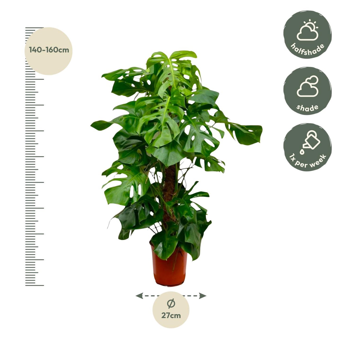 Monstera Deliciosa XXL – 150 cm Fensterblatt Pflanze