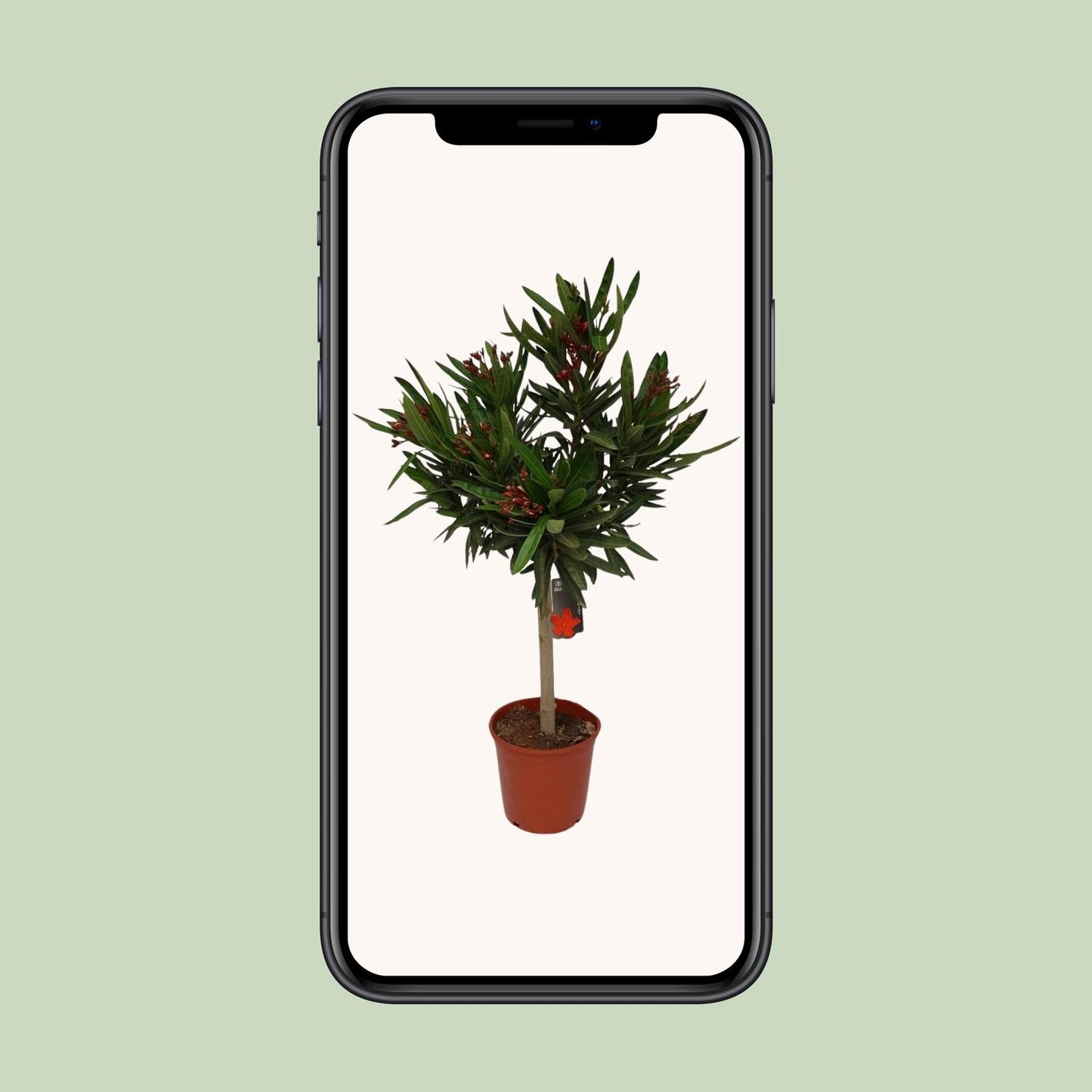 Nerium Oleander - Ø20cm - ↕110cm