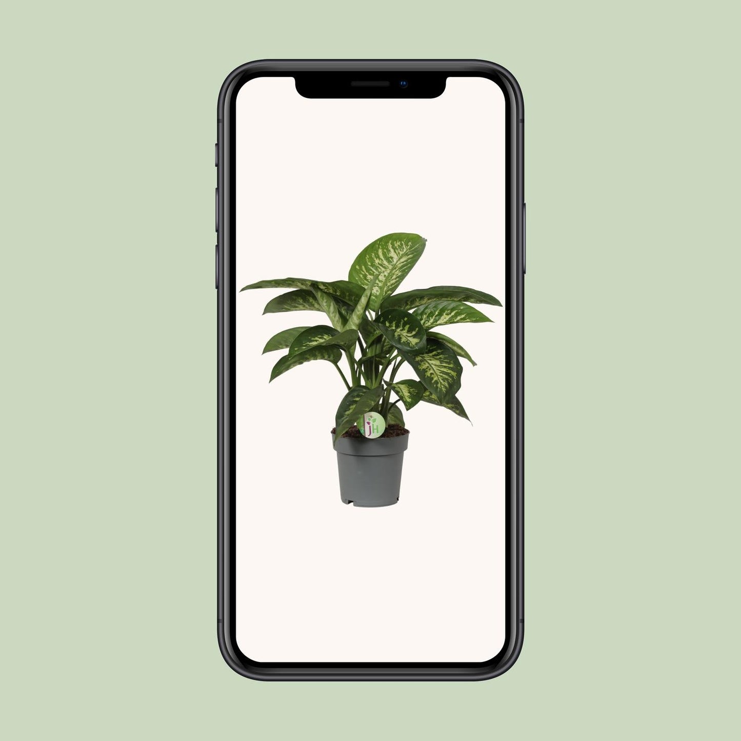 Dieffenbachia Mars - Ø19cm - ↕60cm