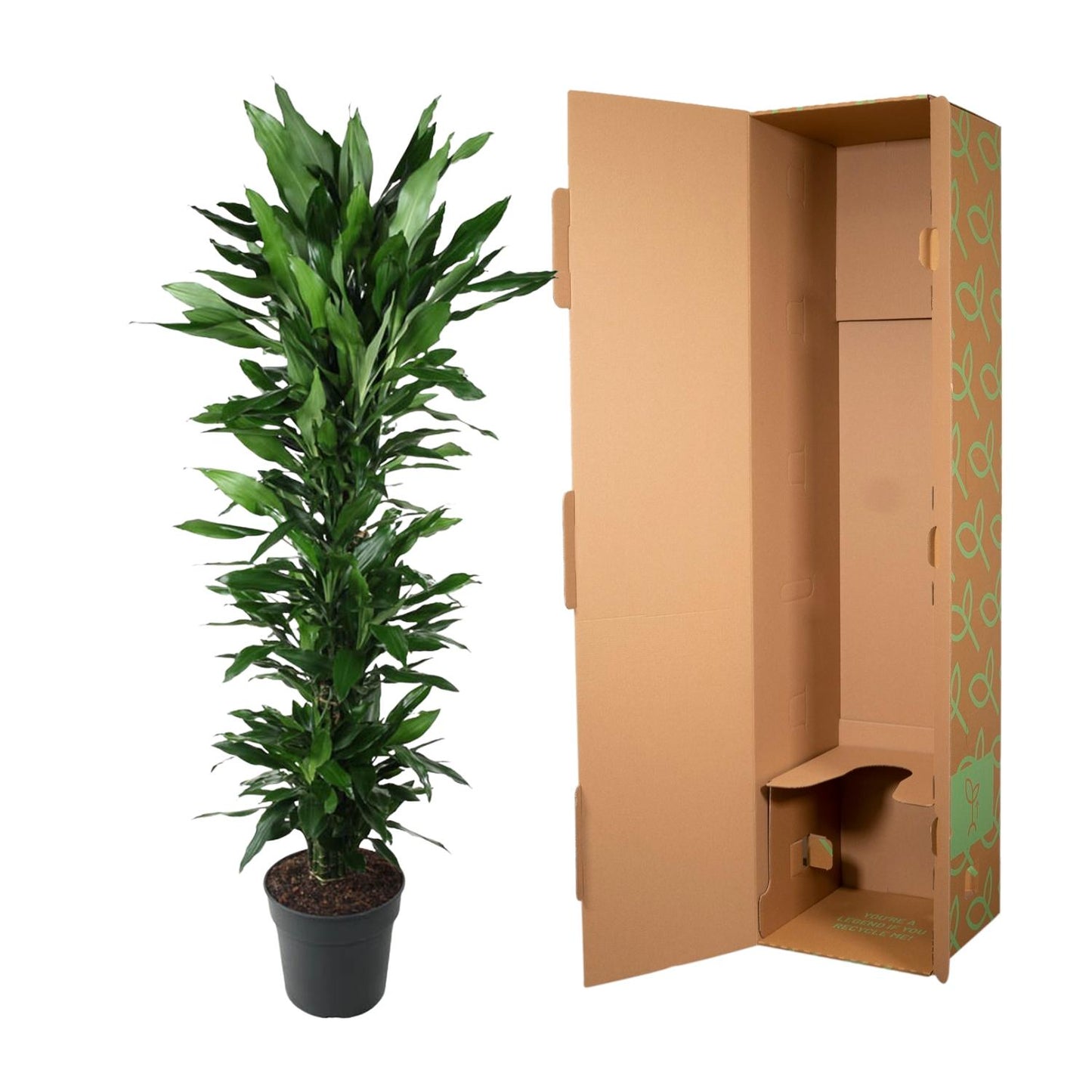 Drachenbaum Janet Lind – Elegante & Pflegeleichte Zimmerpflanze 170 cm