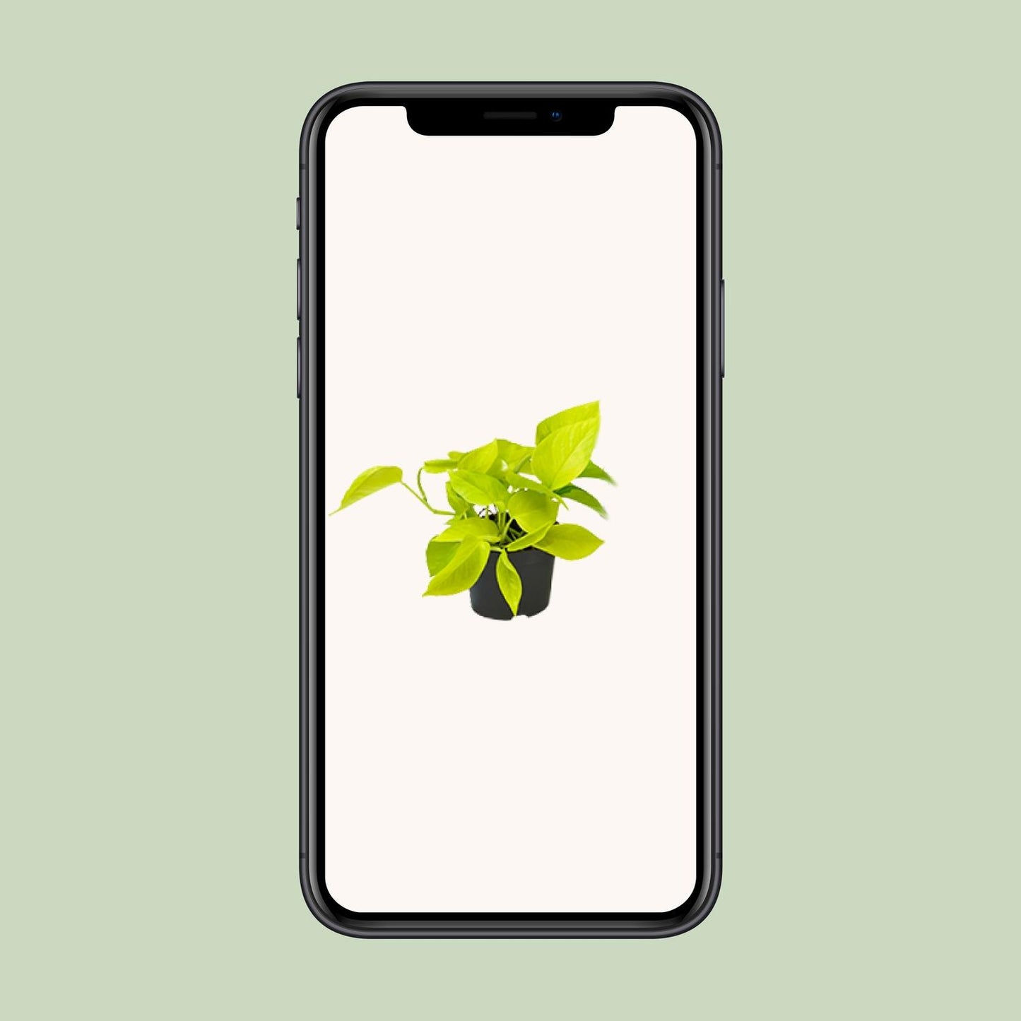 Epipremnum Golden Pothos - Scindapsus - PROMO - Ø12 - ↕15cm