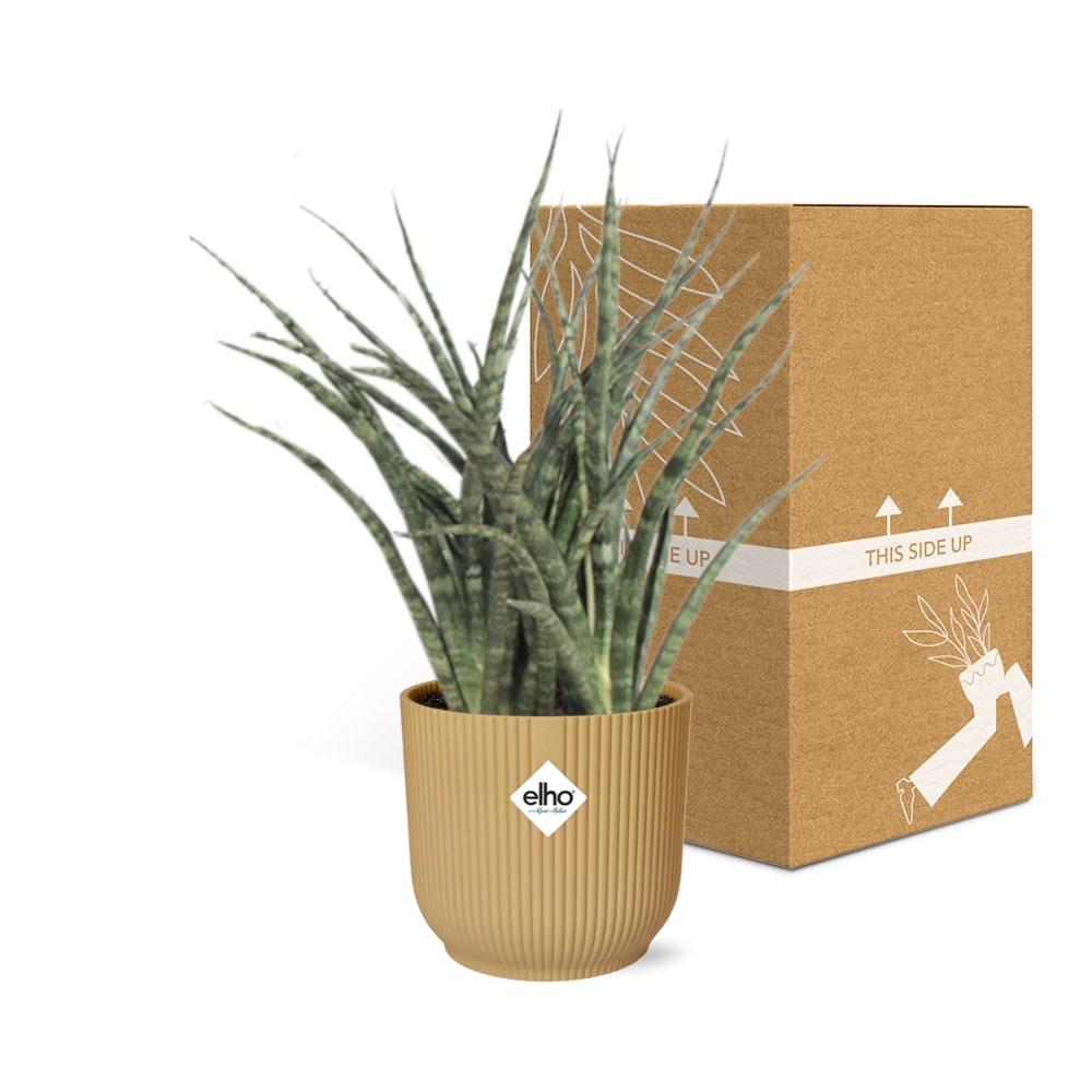 Sansevieria Fernwood Punk in ELHO Vibes Fold 14cm geel