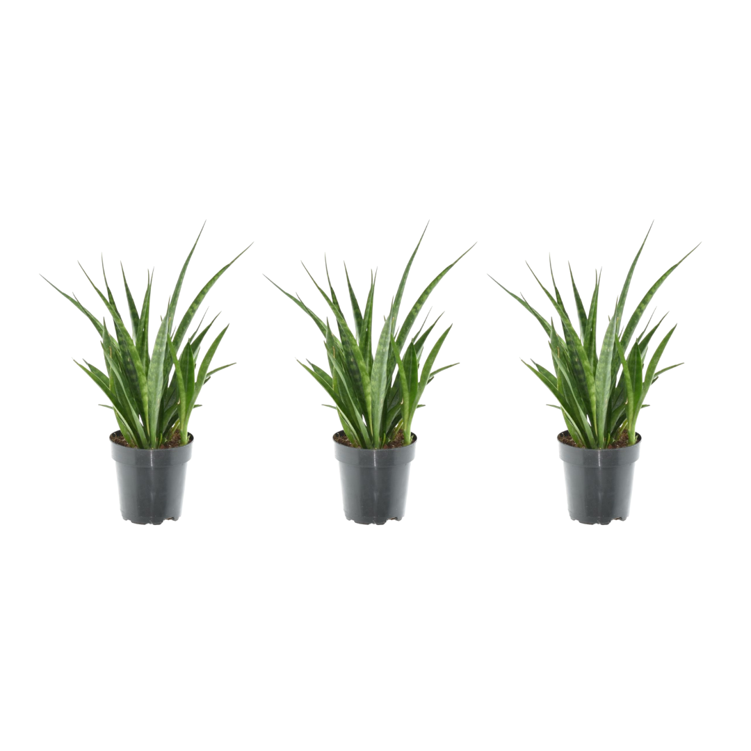 Bogenhanf Kirkii 3er Set – Exotische, pflegeleichte Zimmerpflanzen