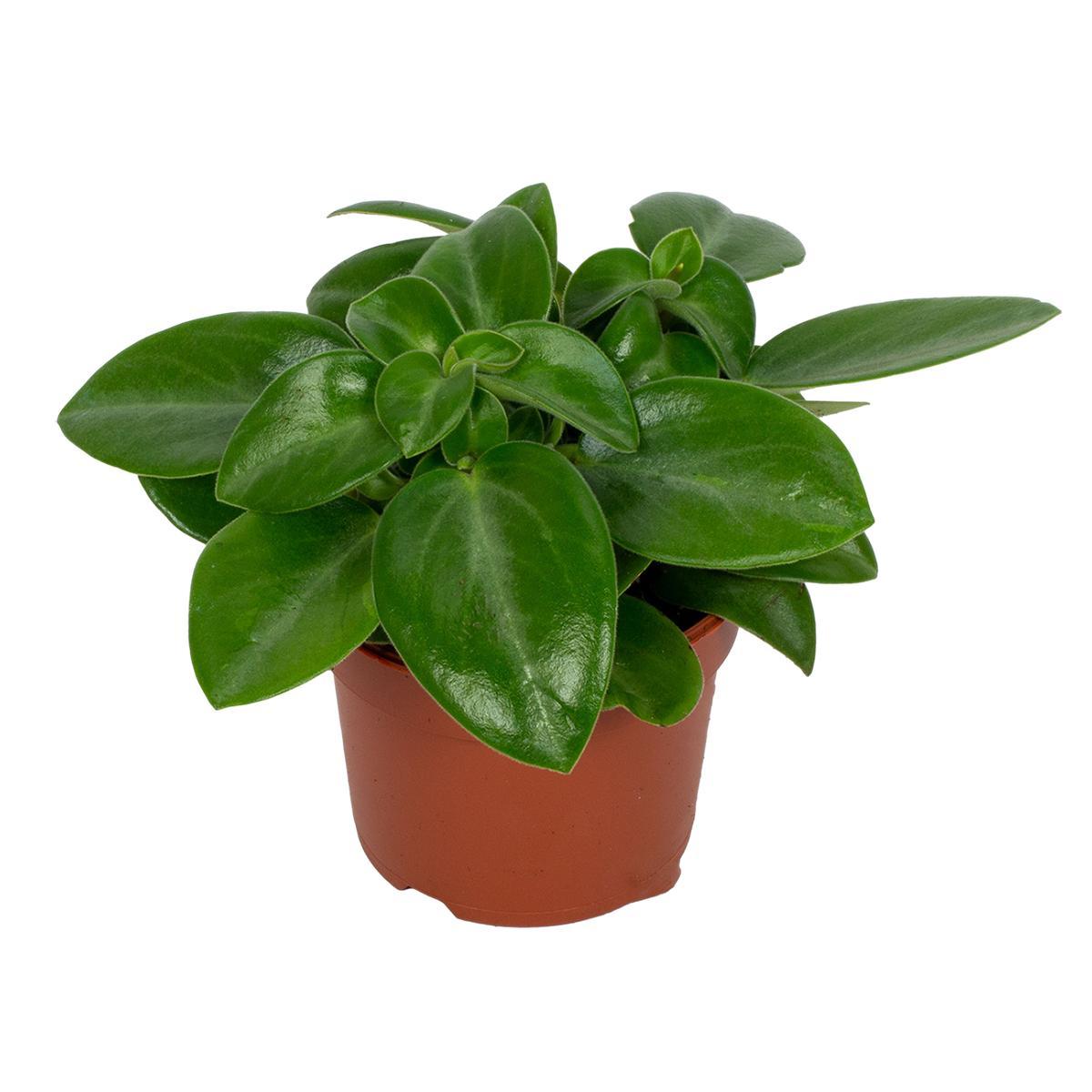 Peperomia Pixie 9cm - Ø9cm - ↕18cm