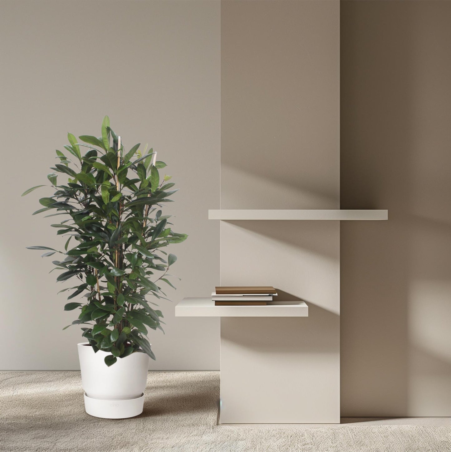 Afrikanischer Feigenbaum – Exotische Zimmerpflanze 180 cm