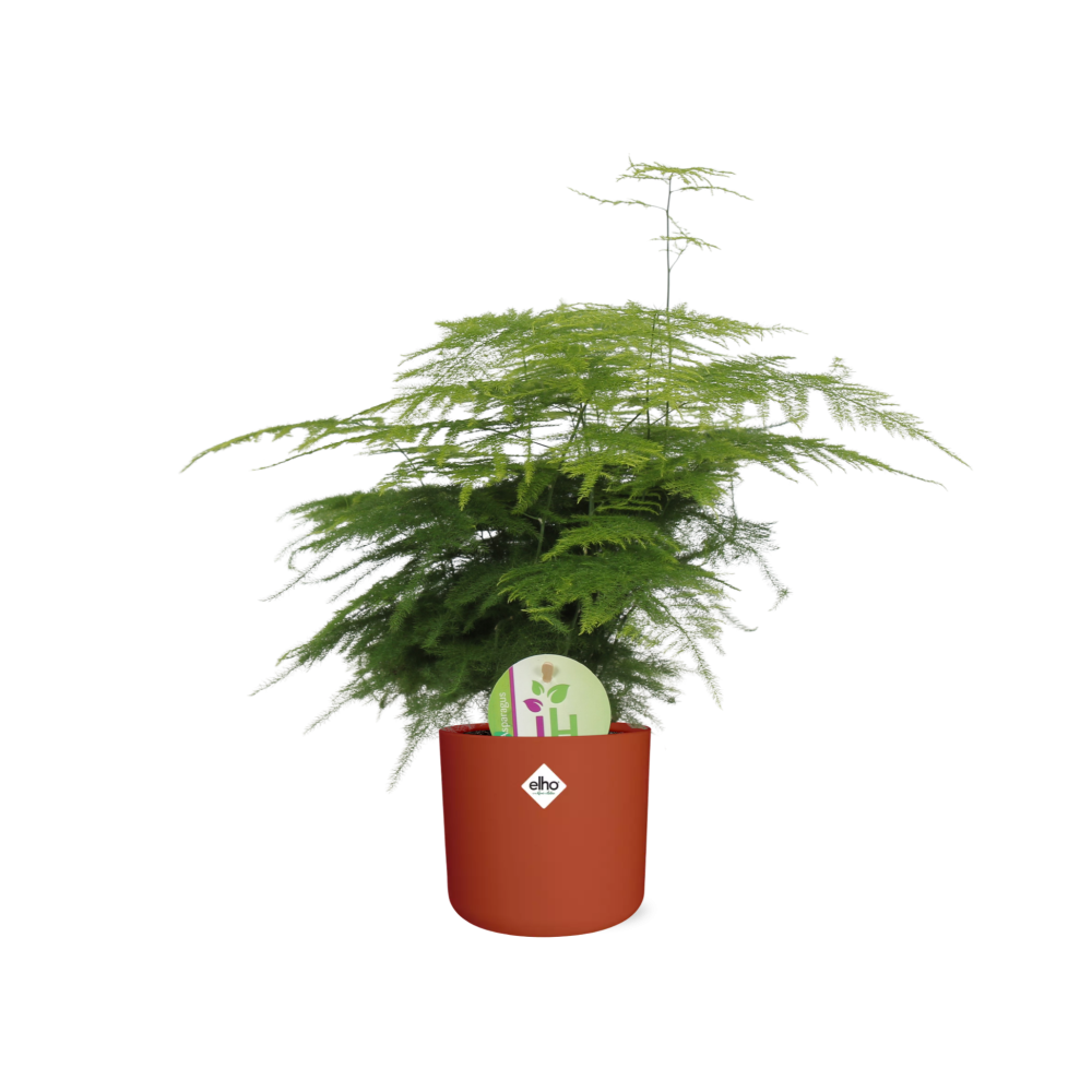 Asparagus ‘Plumosus’ in ELHO b.for soft rond 14cm brique